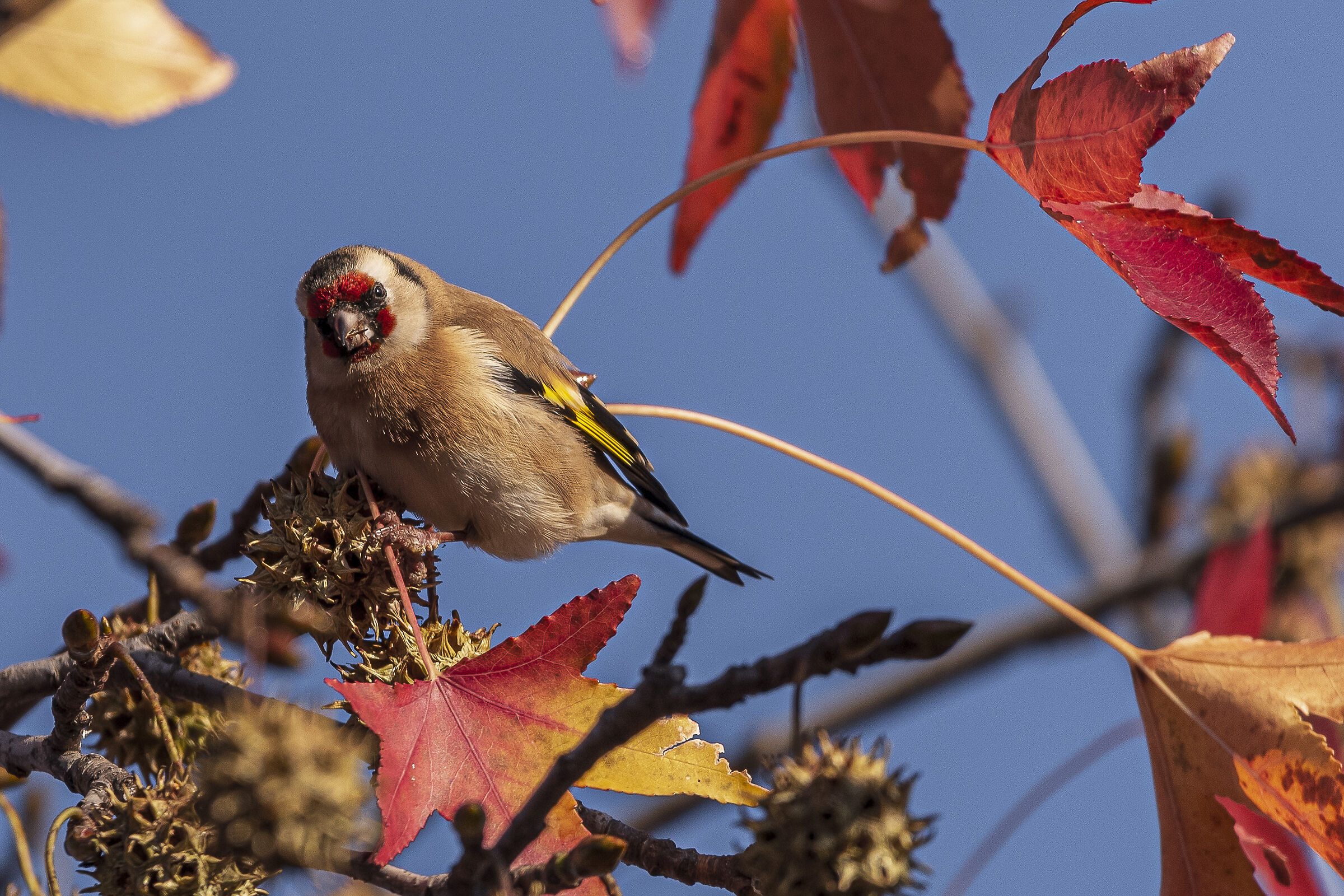 Matching the leaves (goldfinch)