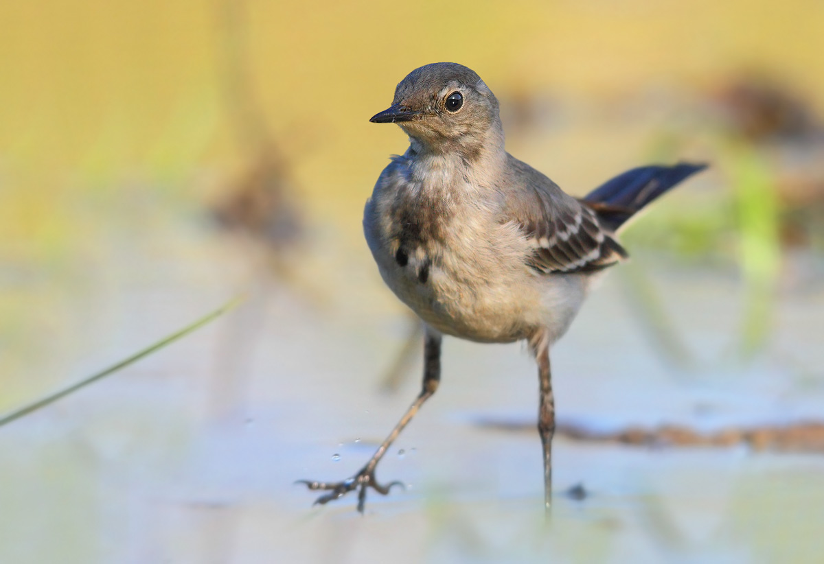 white wagtail
