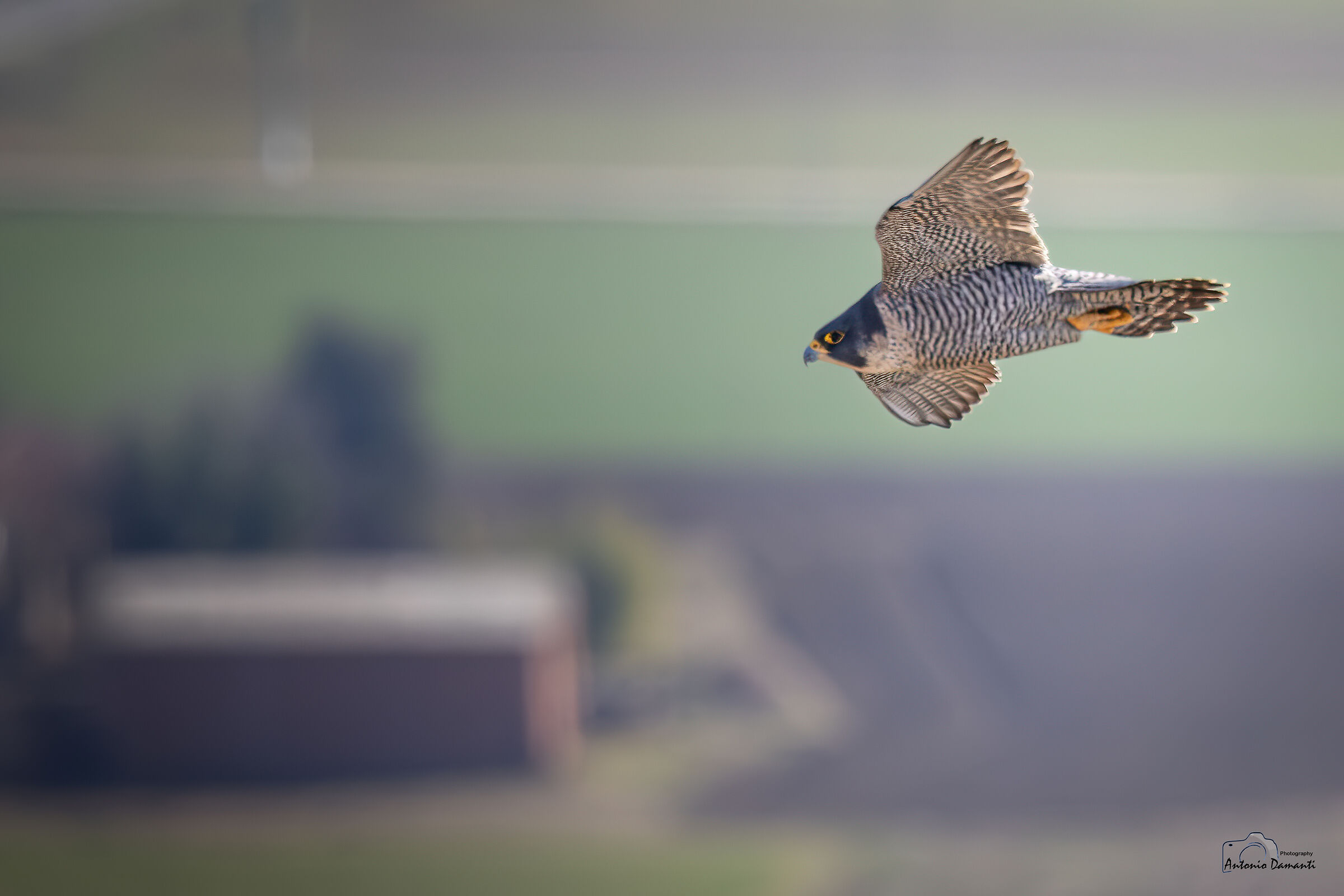 Peregrine falcon with farmhouse in the background