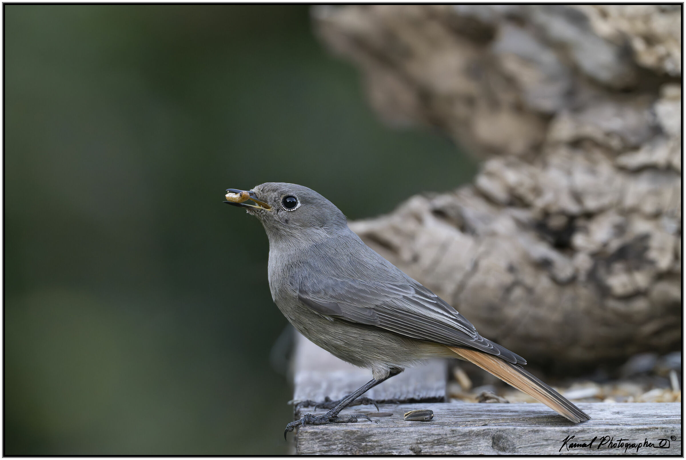 Codirosso Spazzacamino