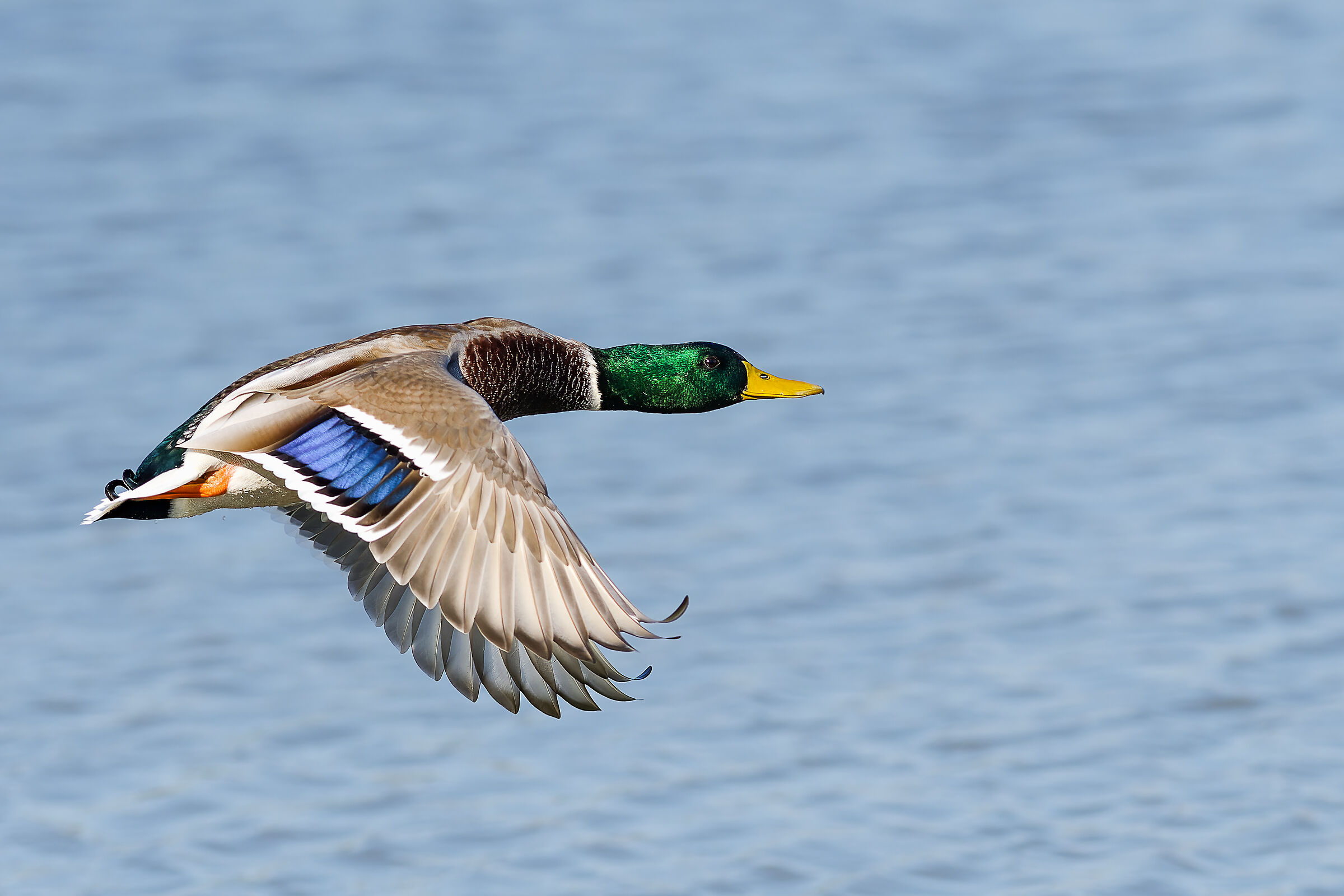 Colori in volo