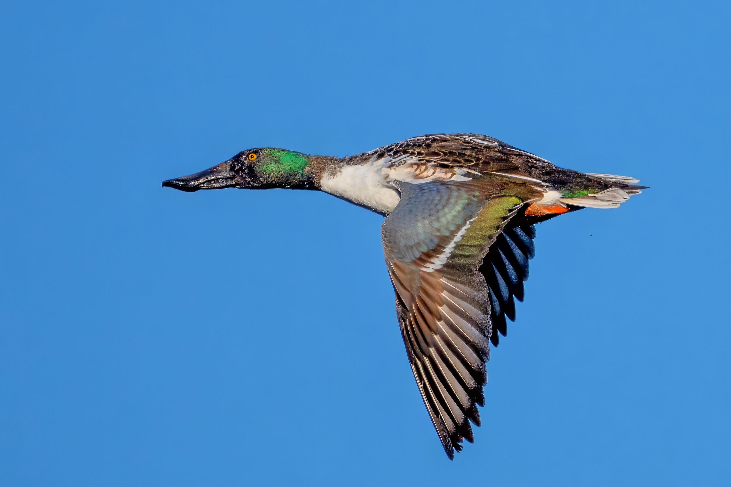 Mestolone (Spatula clypeata) maschio