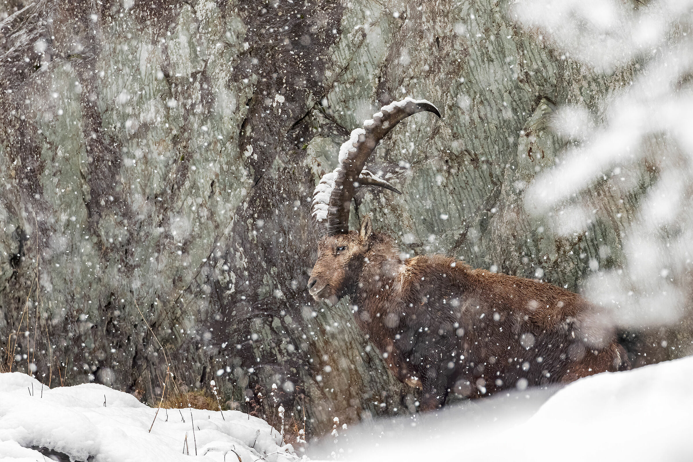 The silence of the snow