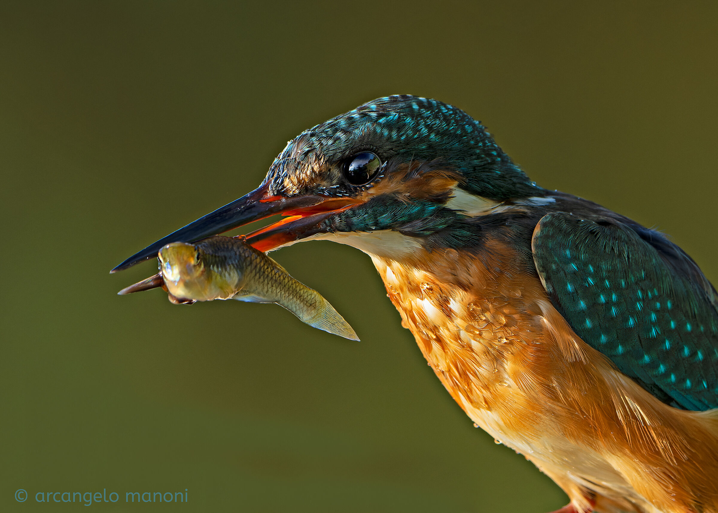 Anatomia di una pesca
