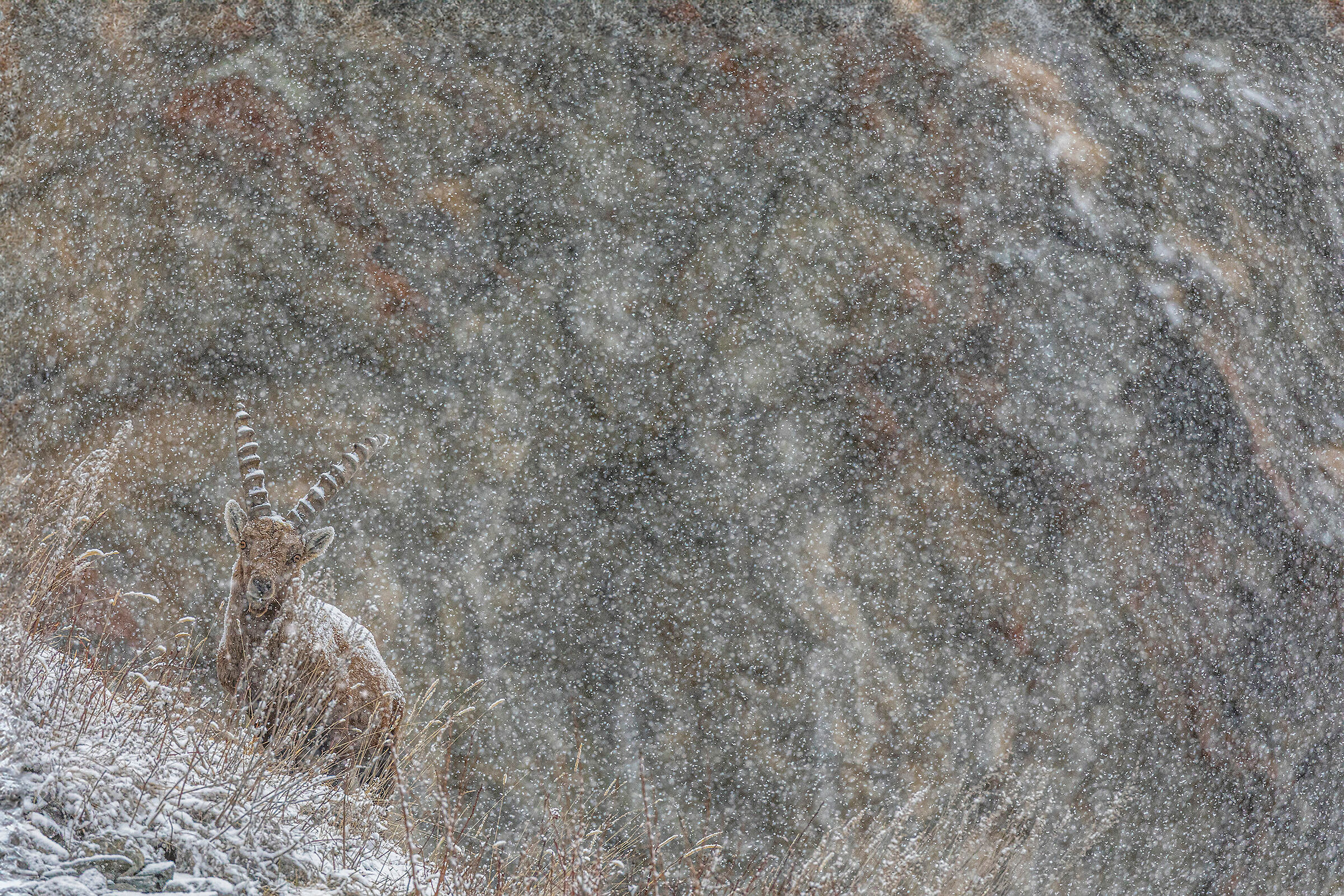 Hypnotic Eyes Alpine Ibex - Ibex Goat