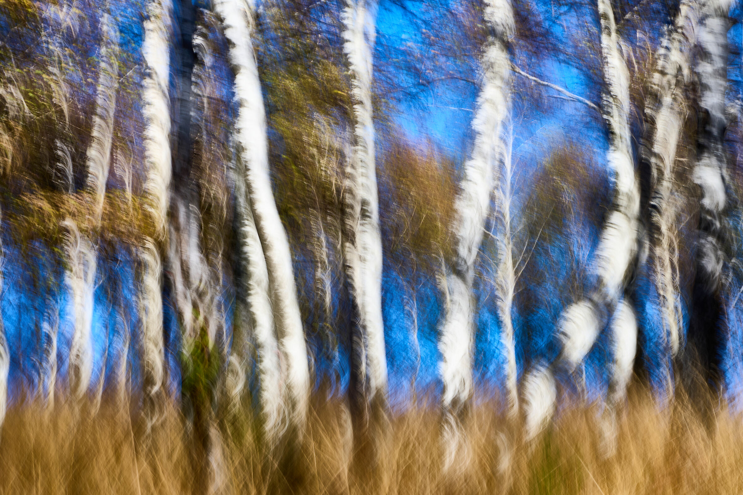 Studio Mosso - Birches