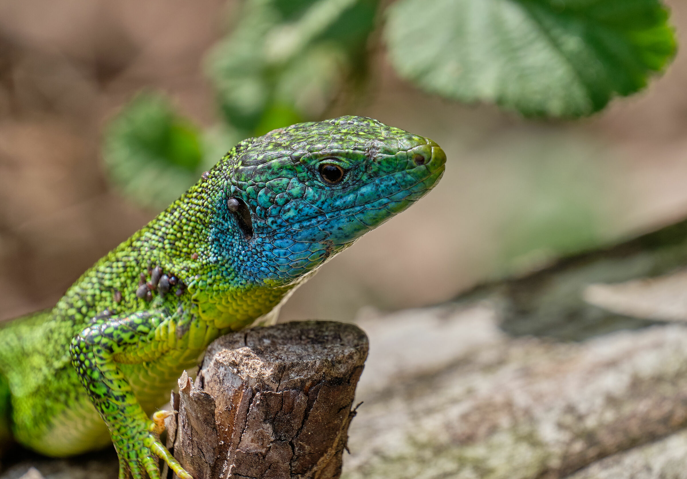 Green lizard