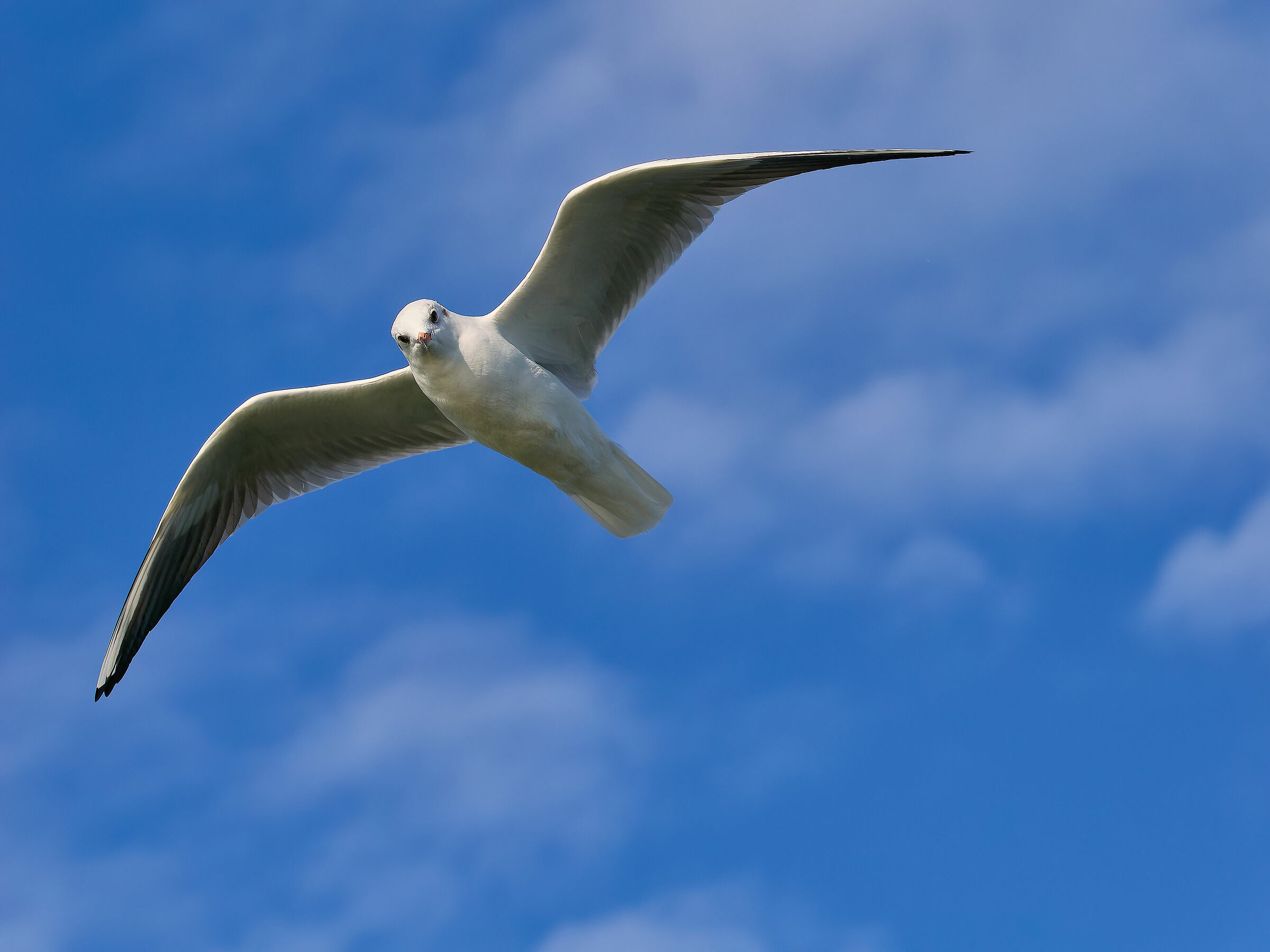 Gull