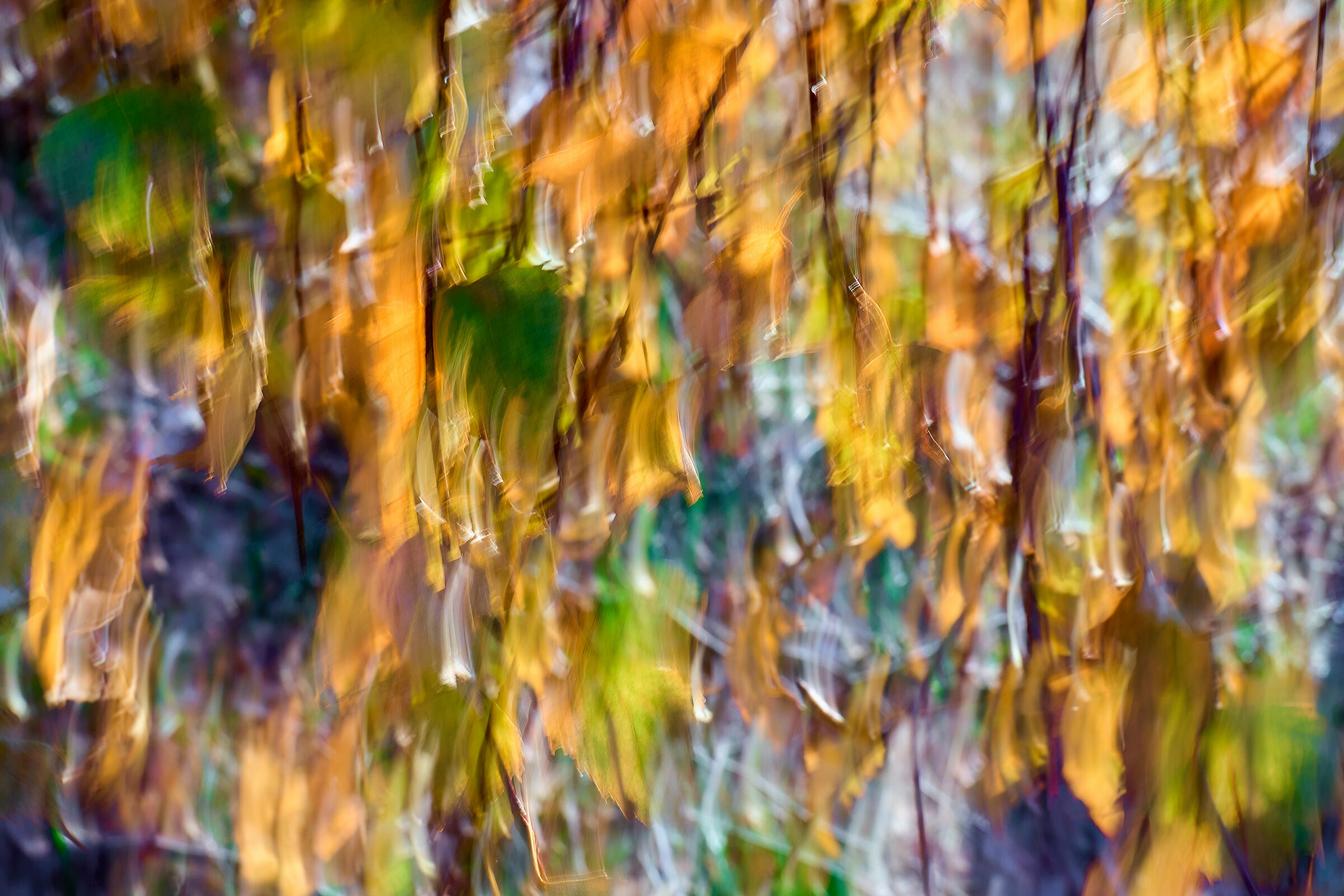 Studio Mosso - Rain of Leaves