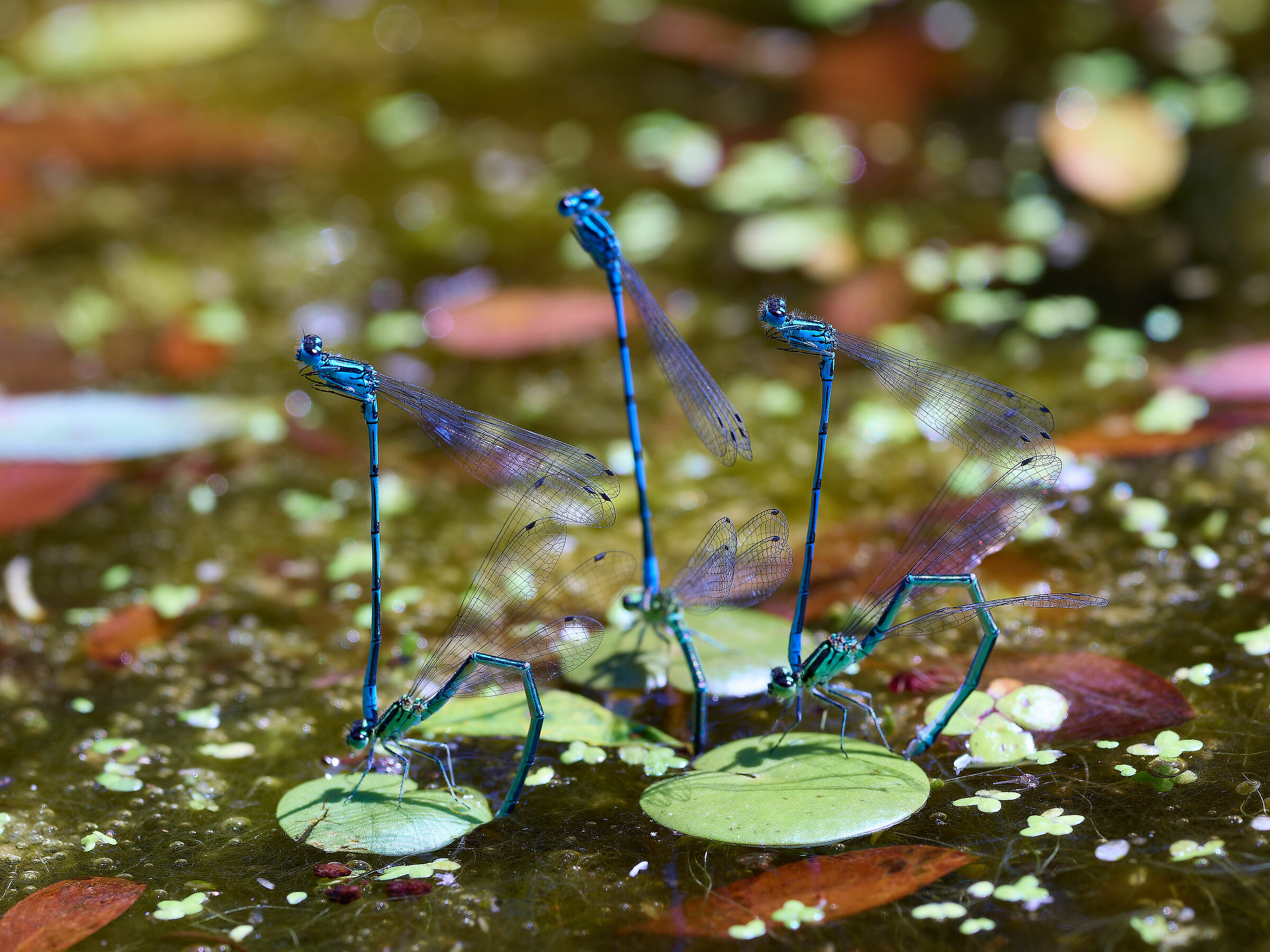 Dragonflies