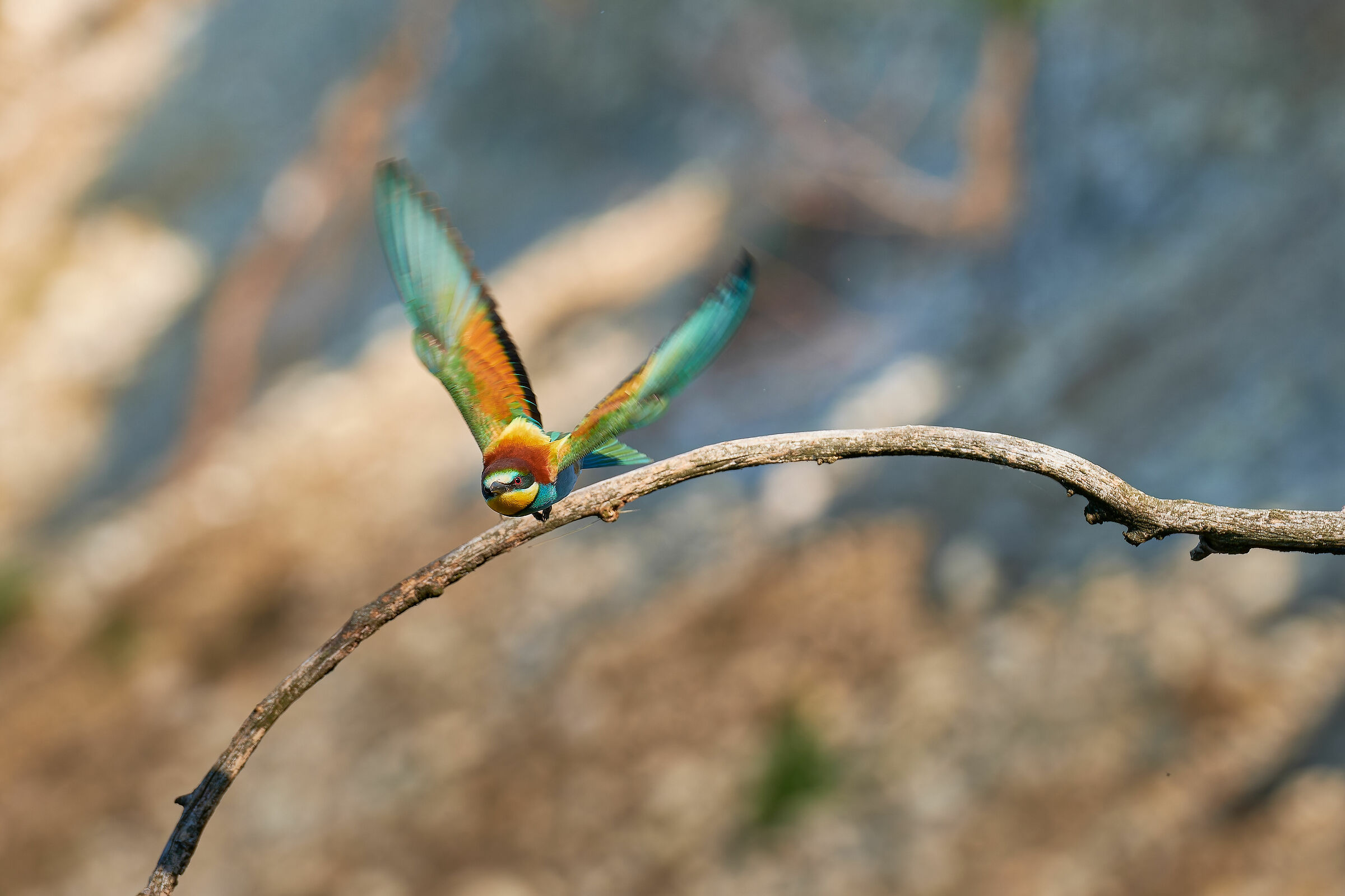 Bee-eater