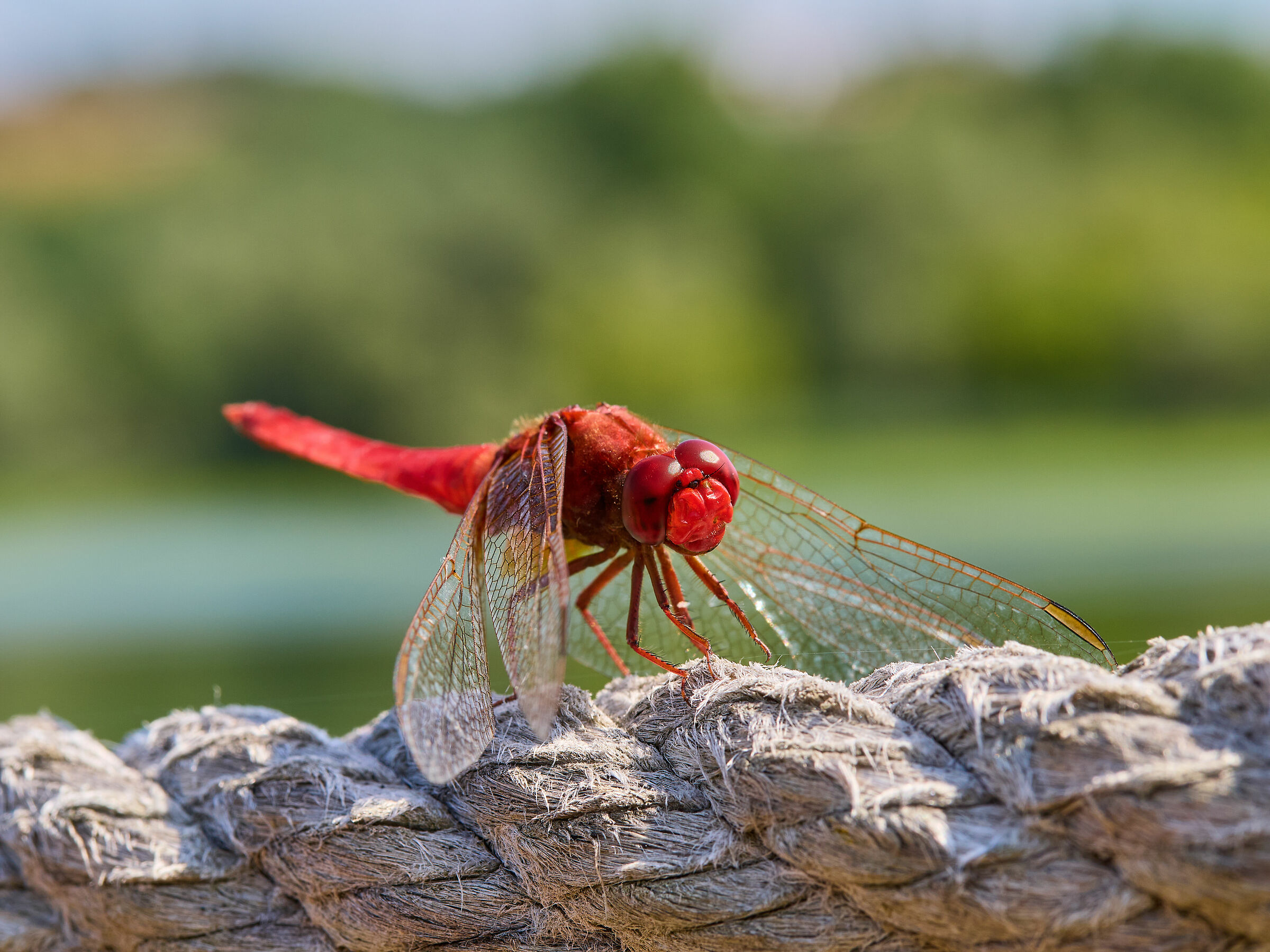 Dragonfly