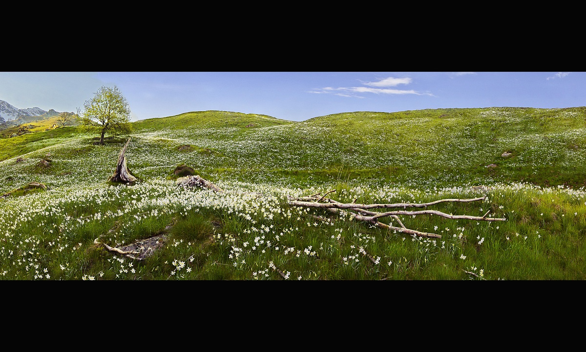 La Valle dei Narcisi