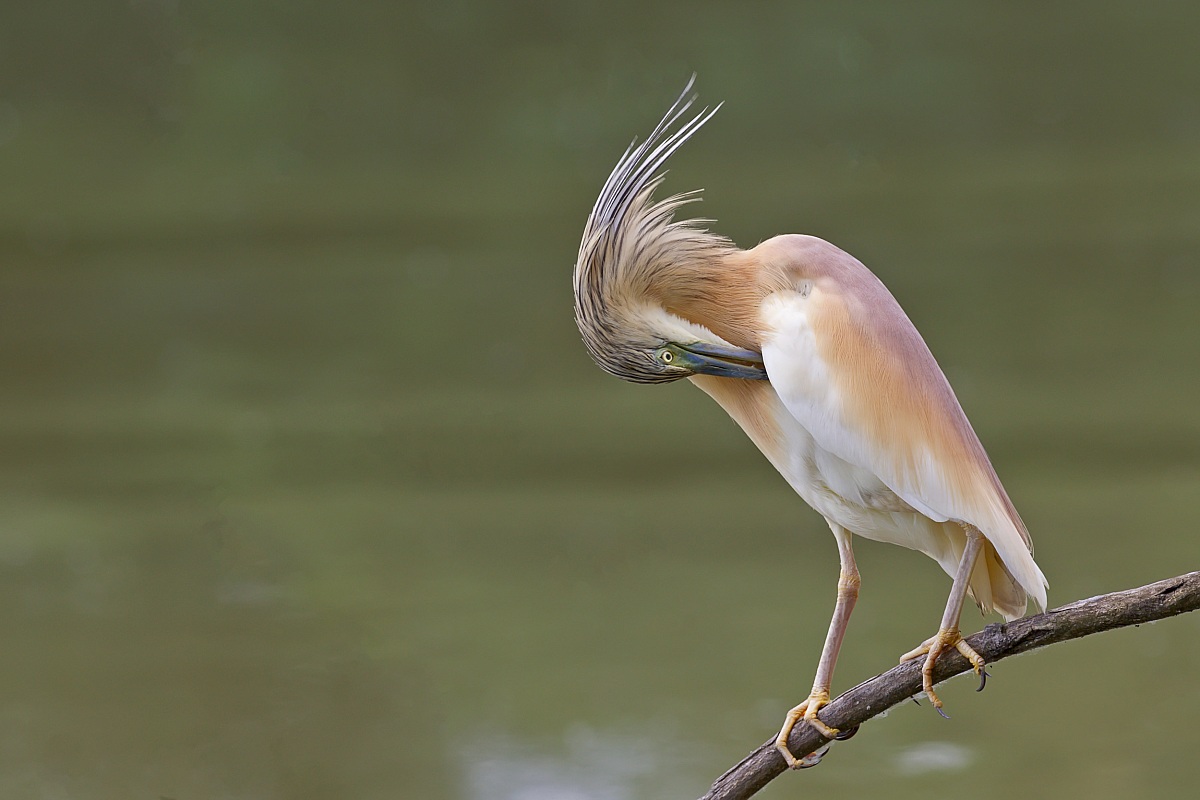 The cleaning of the Sgarza
