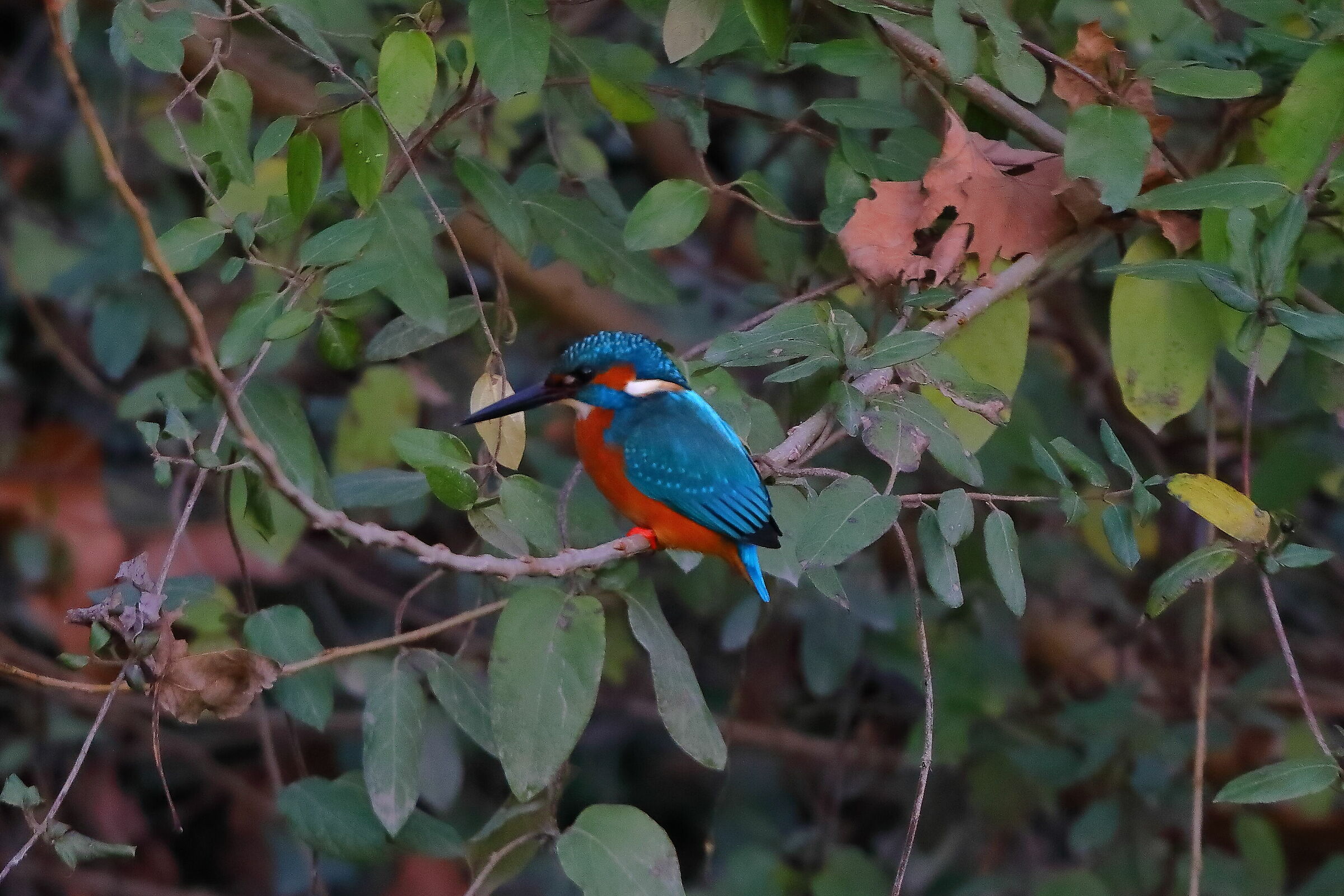 Kingfisher 12-12-2023