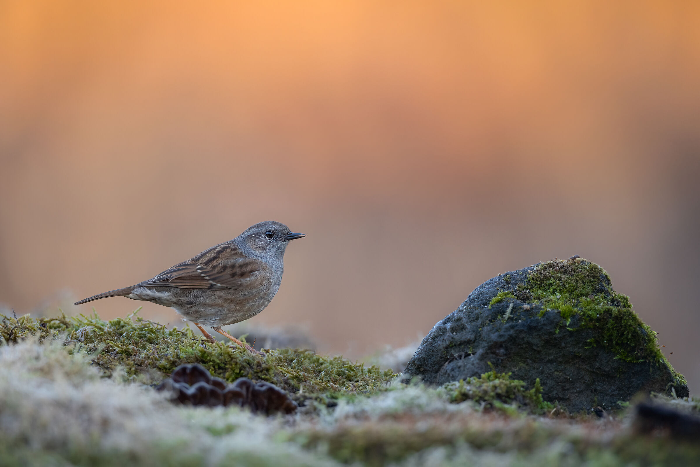 Dunnock