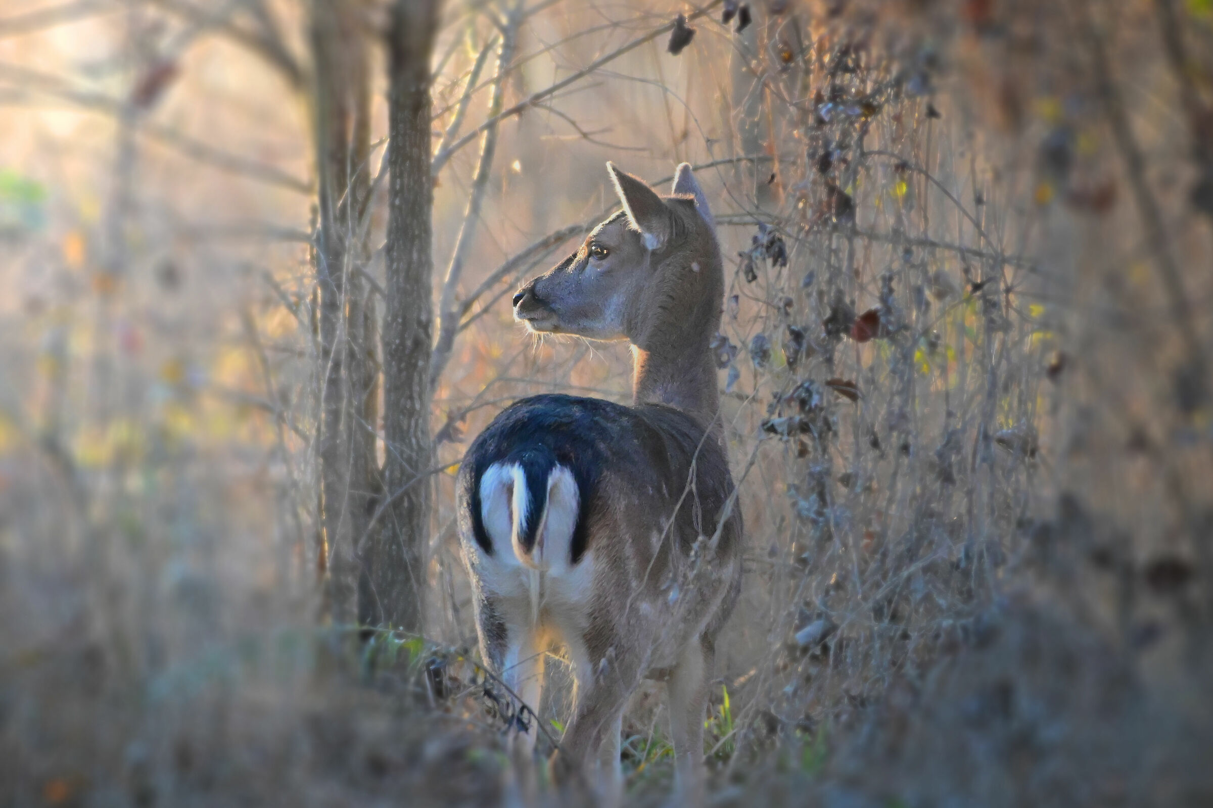 Fallow deer