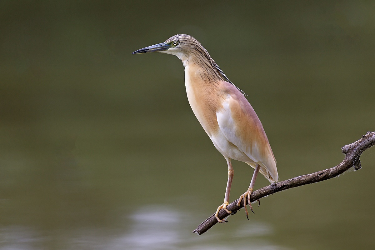 Sgarza Ciuffetto (Ardeola Ralloides)