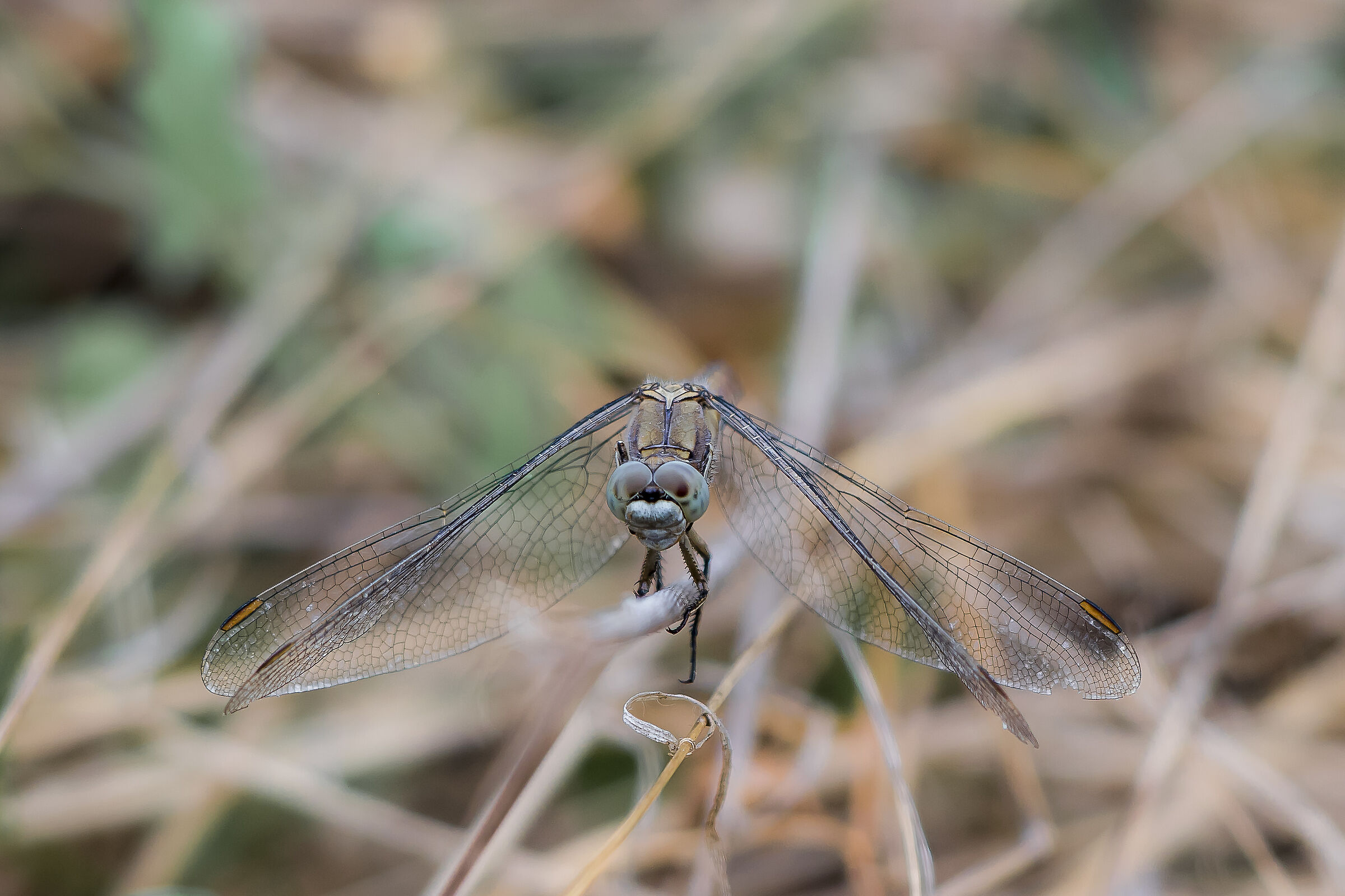 Celestial Bluearrow (Orthetrum brunneum) ?