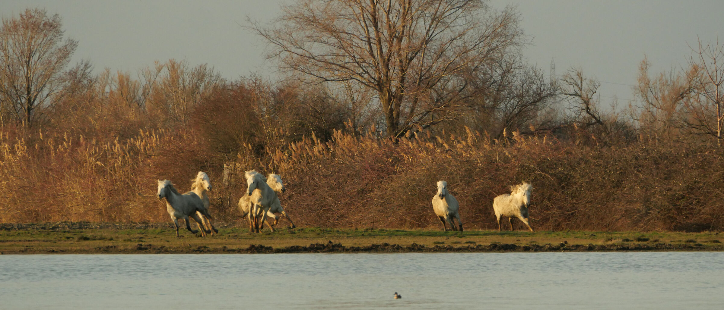 Camargue Horses