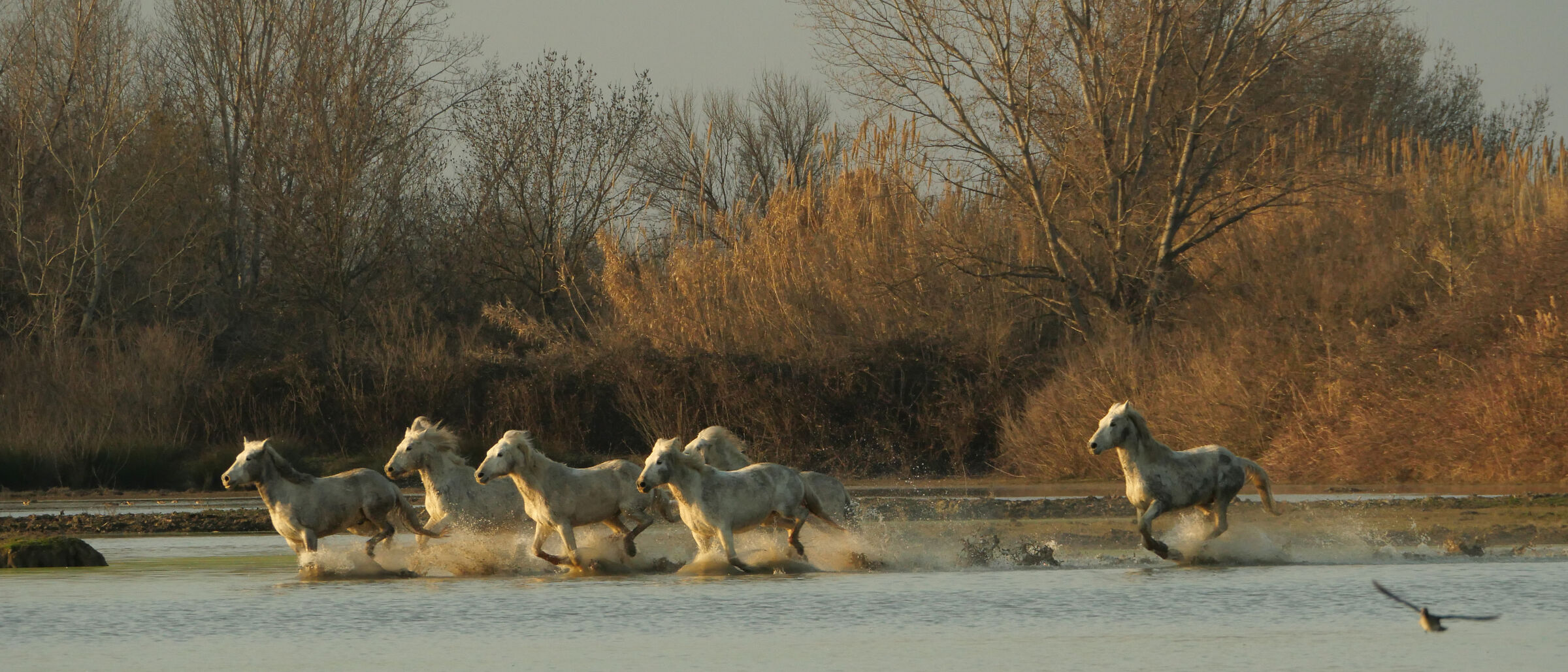 Camargue Horses