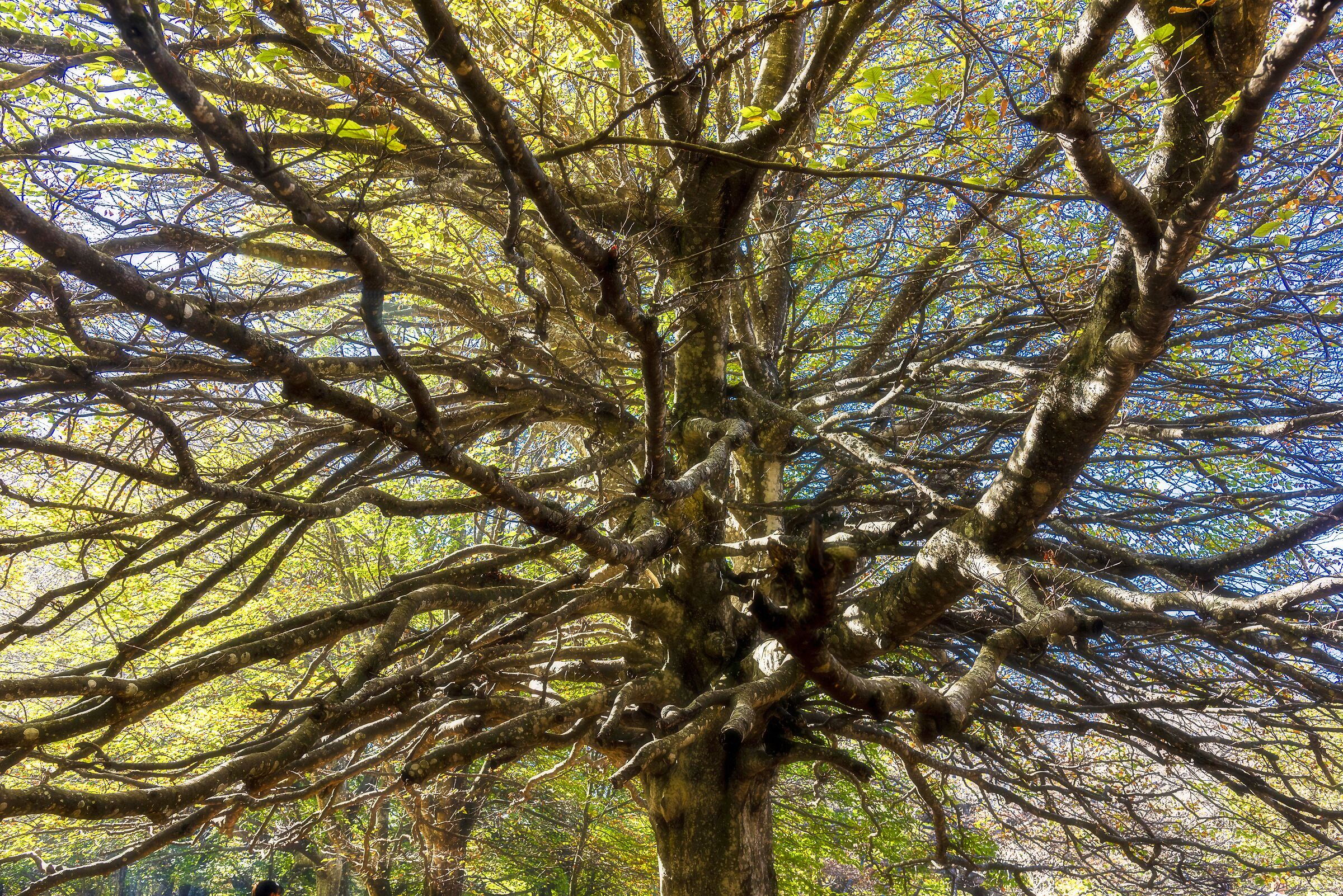 canfaito albero effetto orton