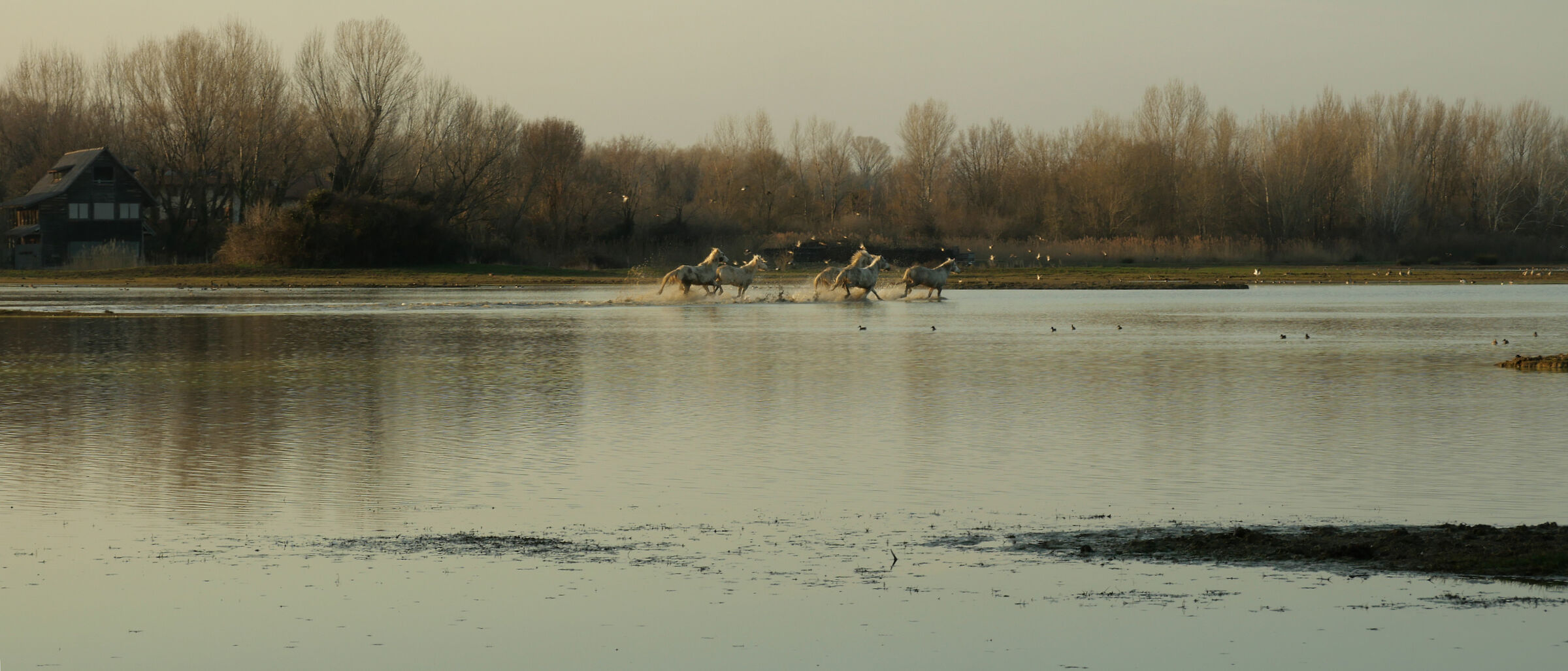 Camargue Horses