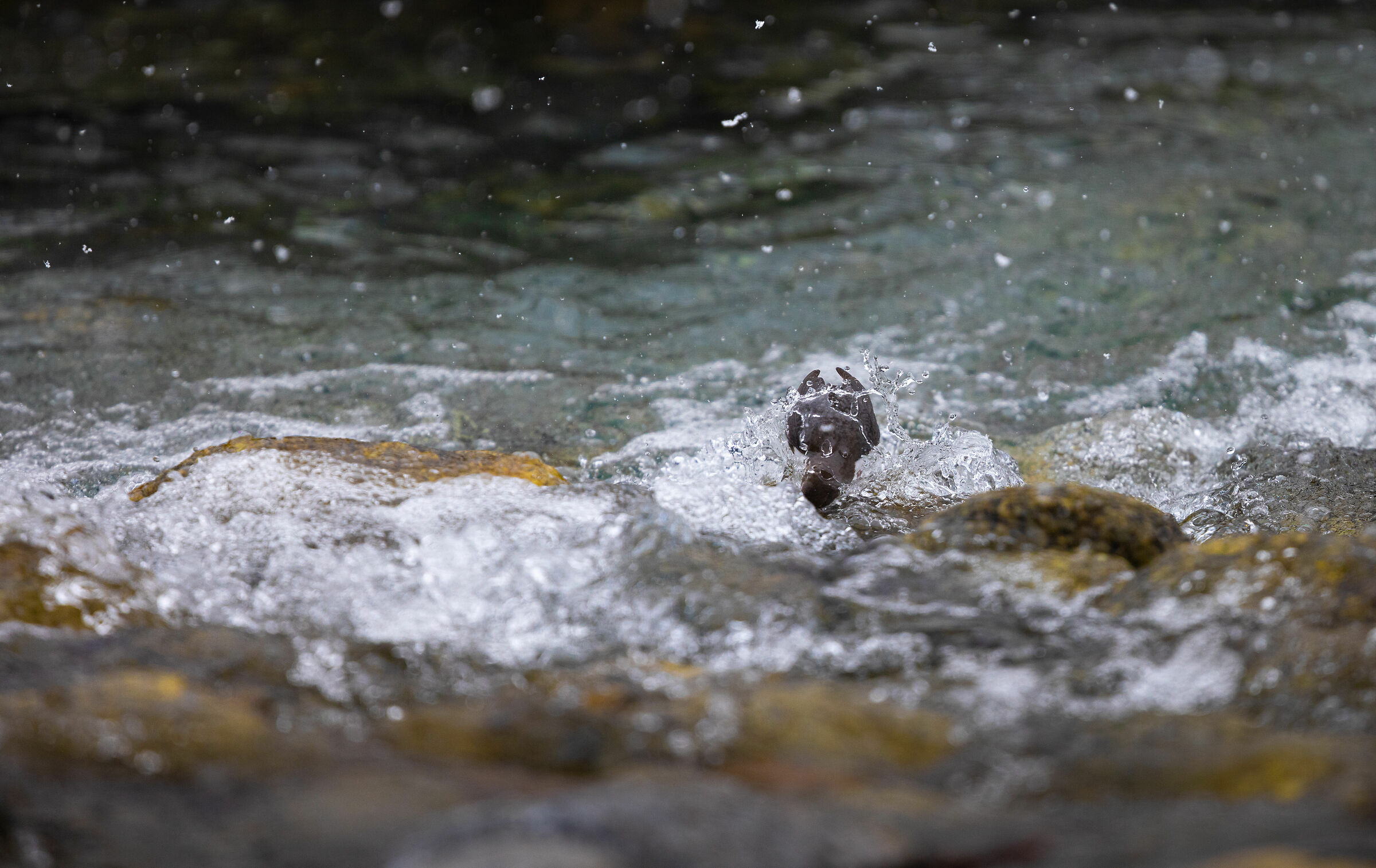 White-throated dipper