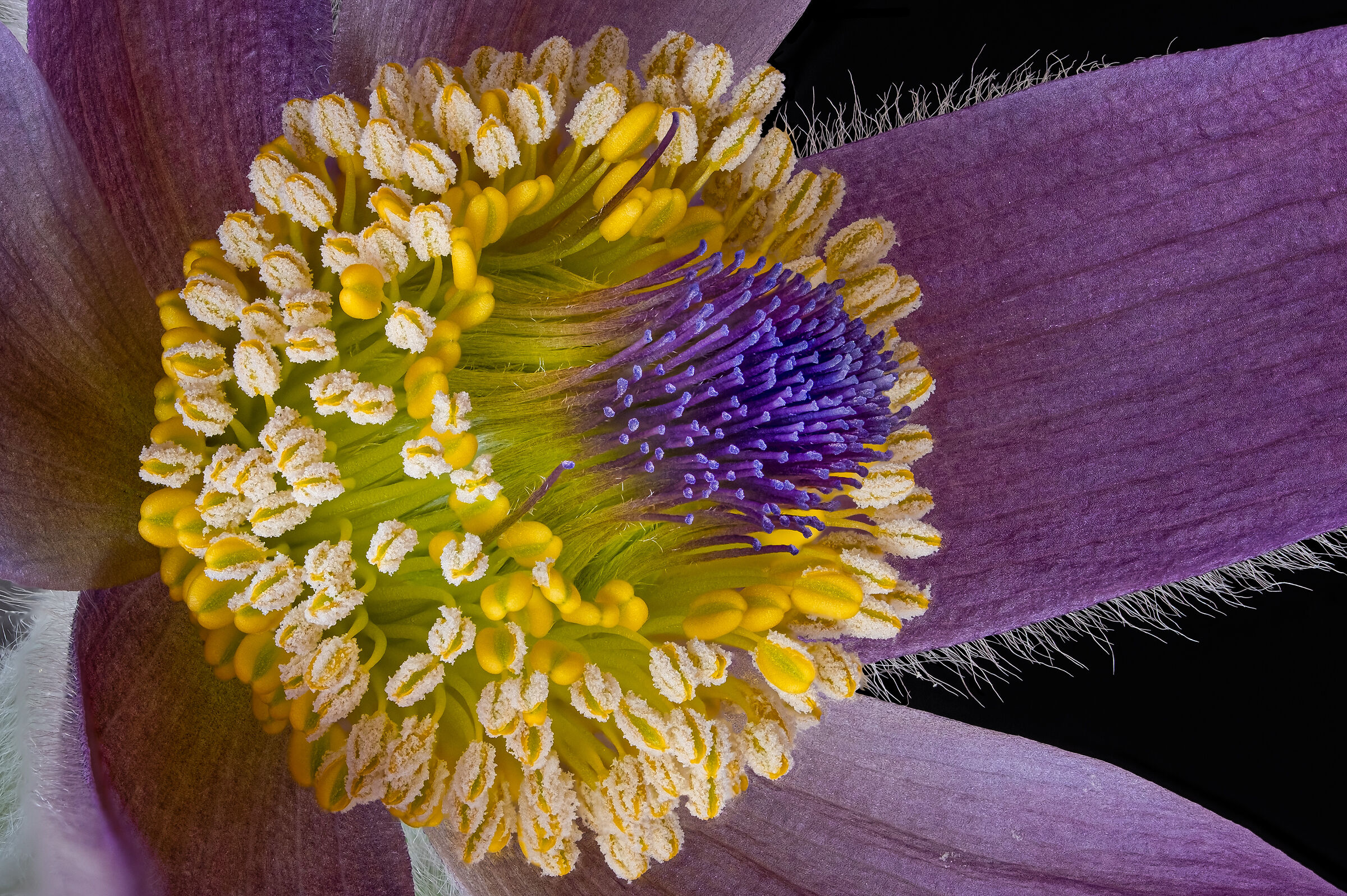 Pulsatilla