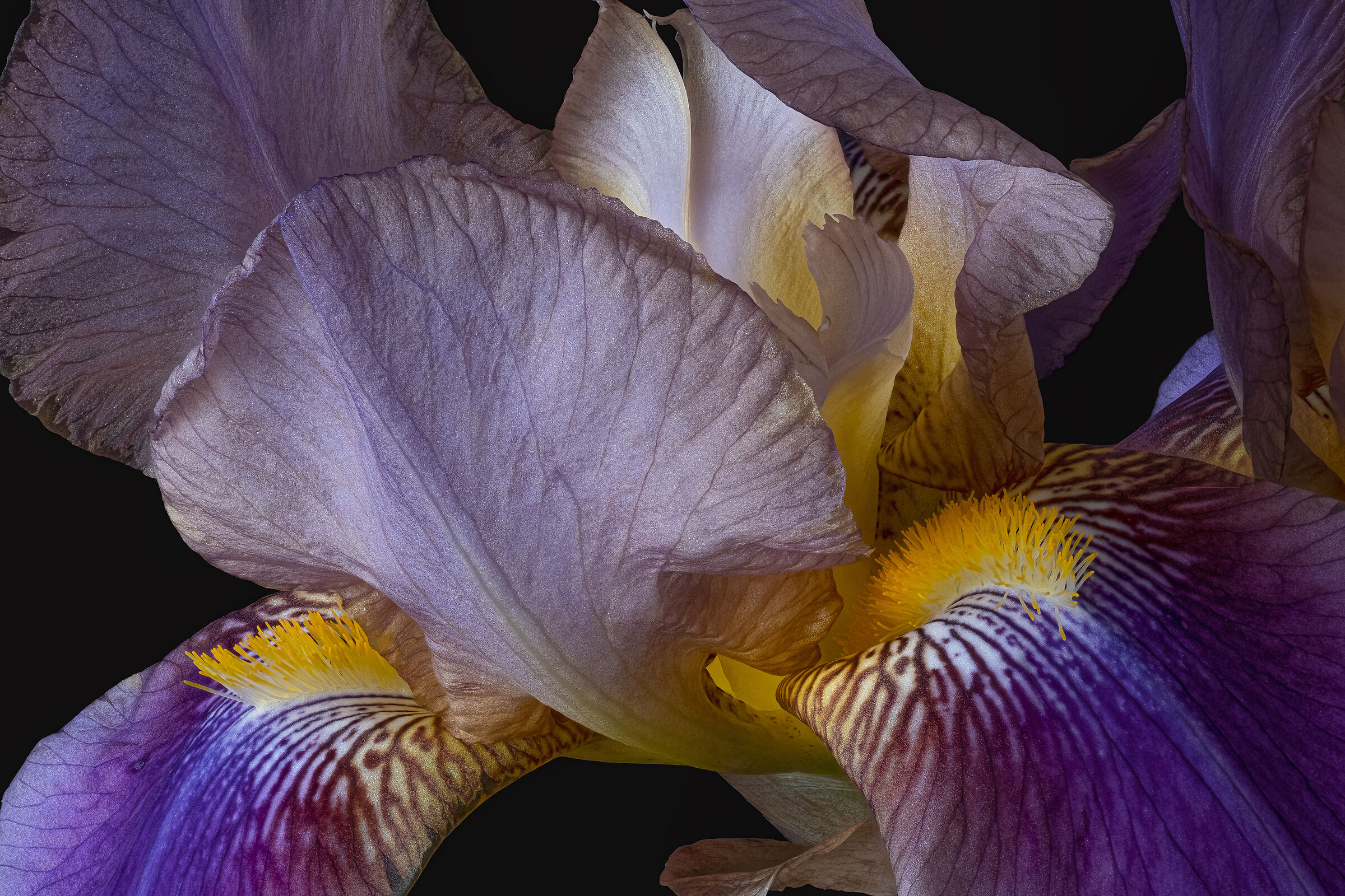 Iris