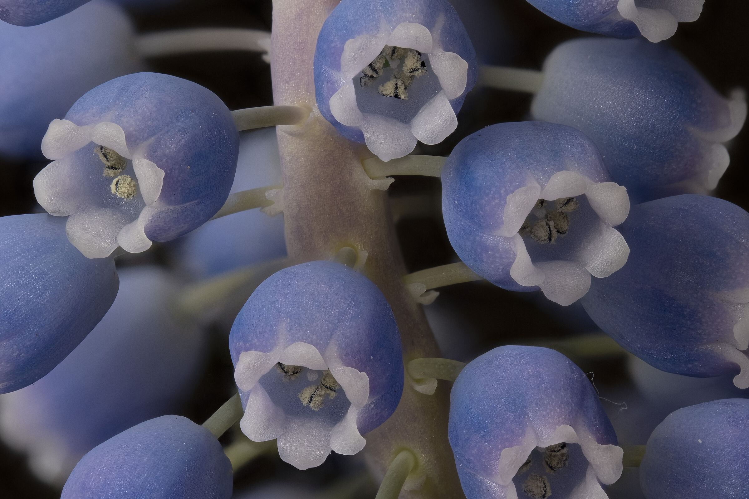 Muscari