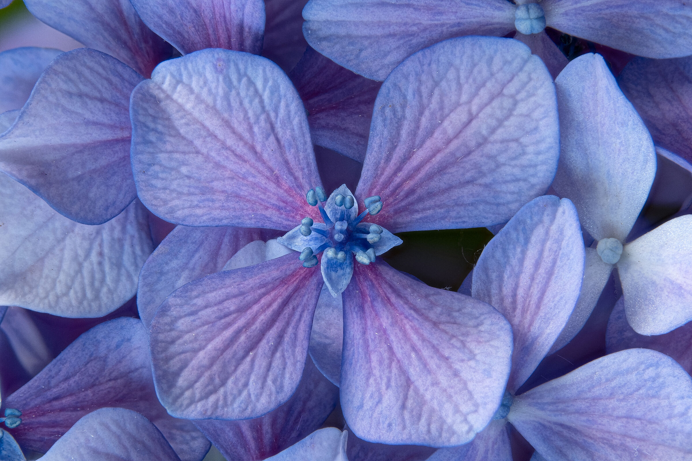Hydrangea