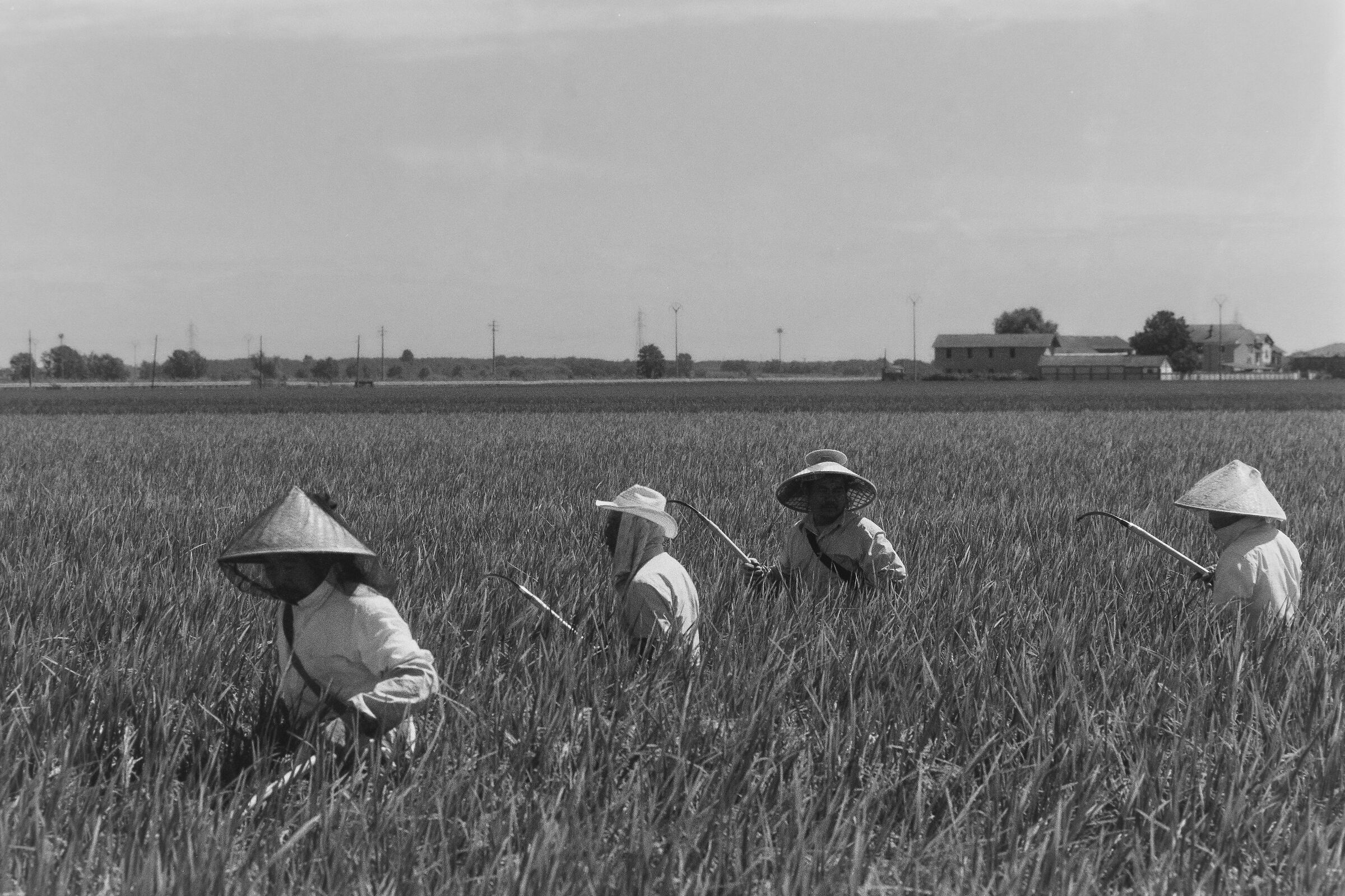 Rice