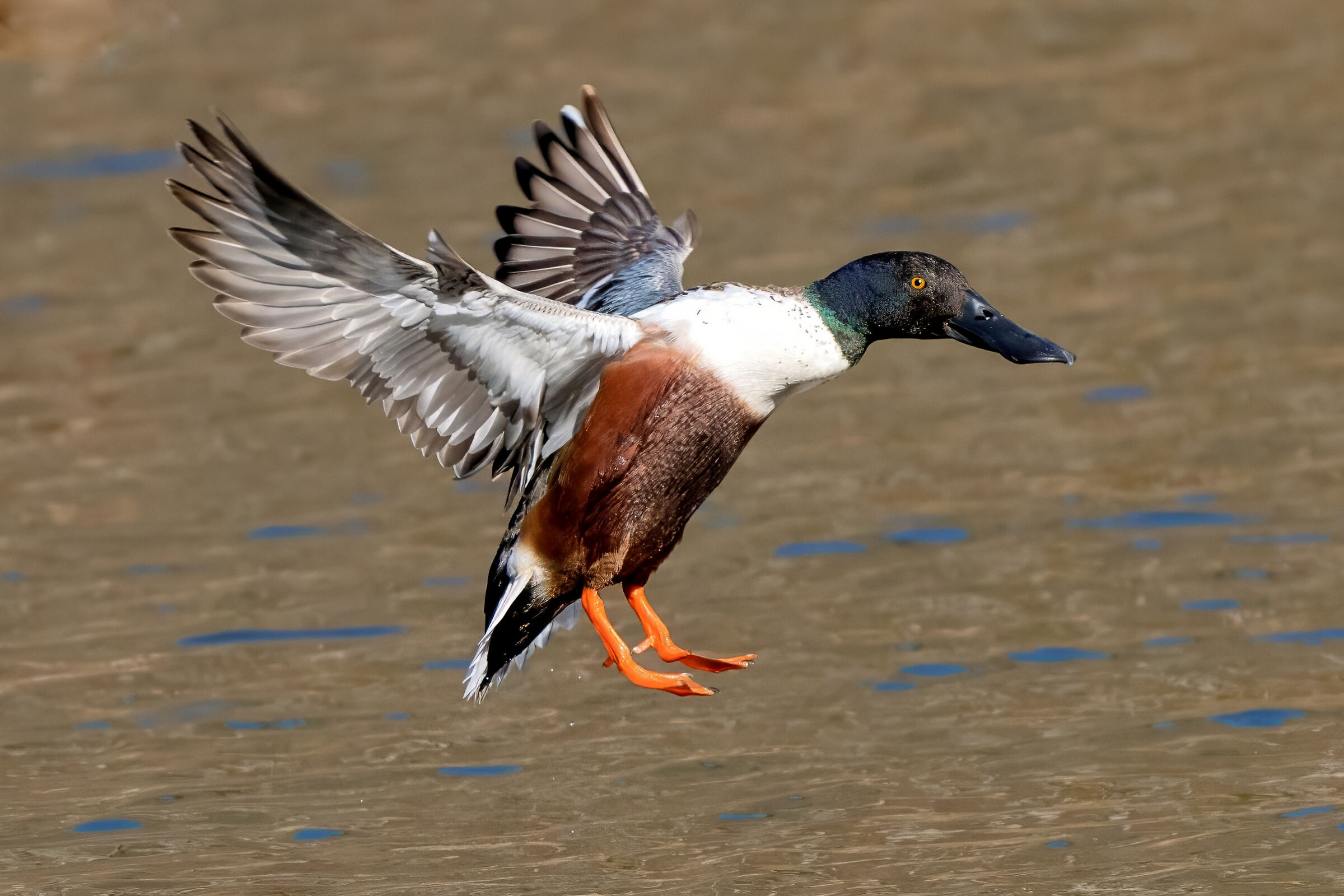 Mestolone (Spatula clypeata)