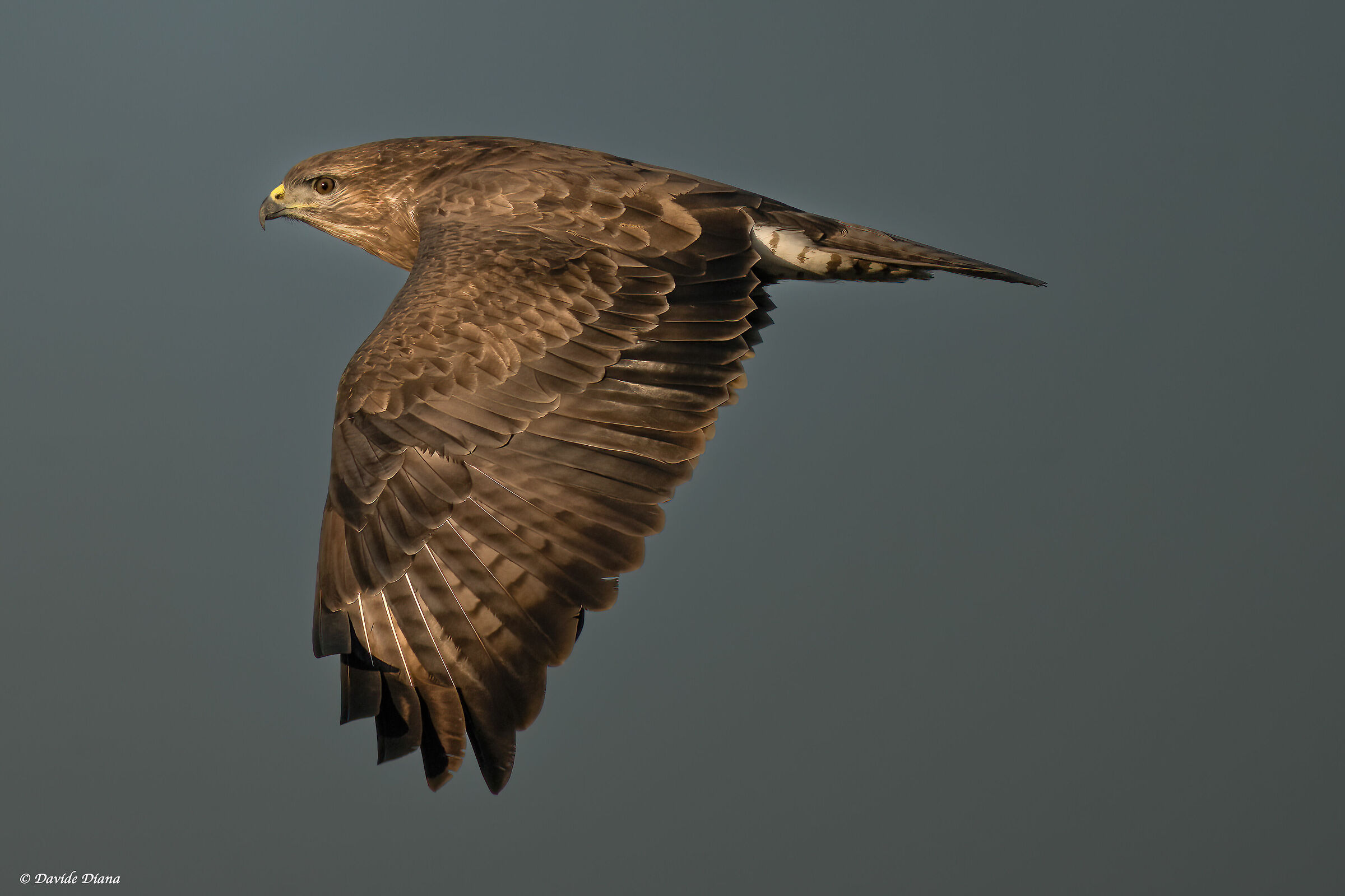 Poiana - Vercelli rice fields