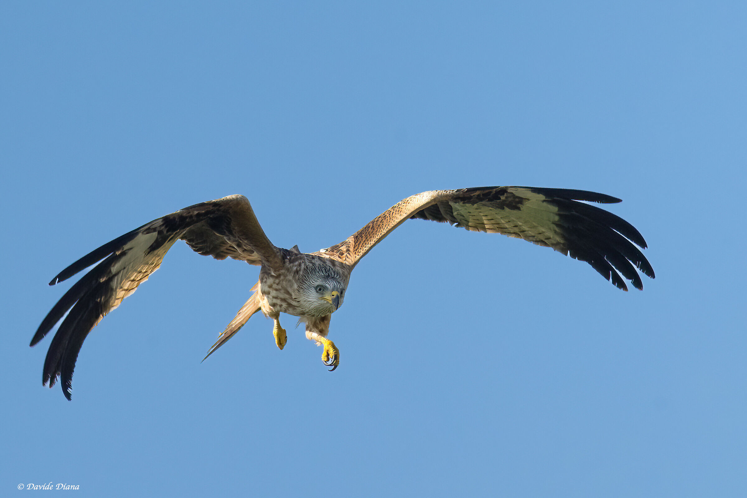 Red Kite - Vercelli rice fields