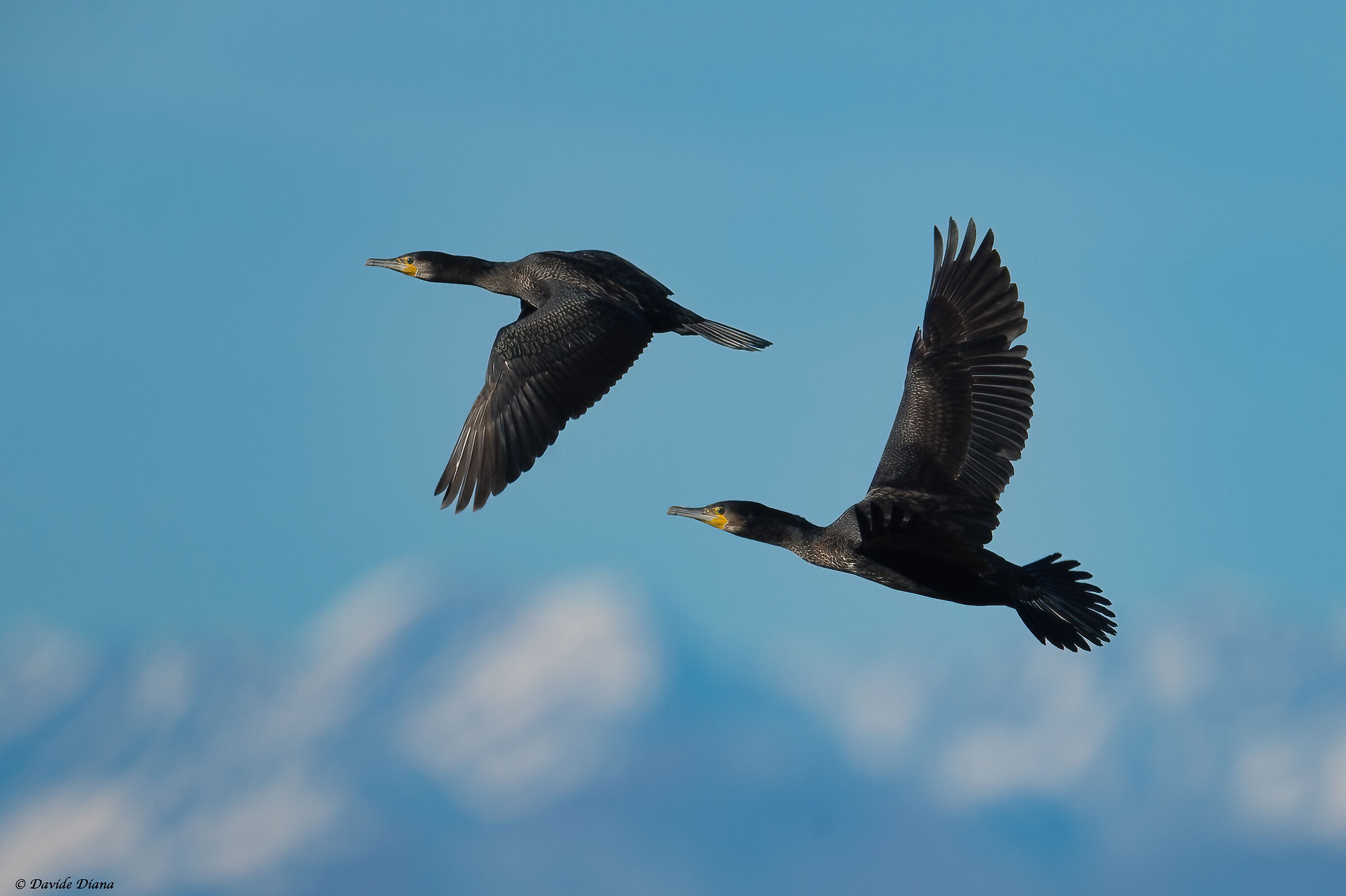 Cormorants - Rice fields in Vercelli - Piedmont
