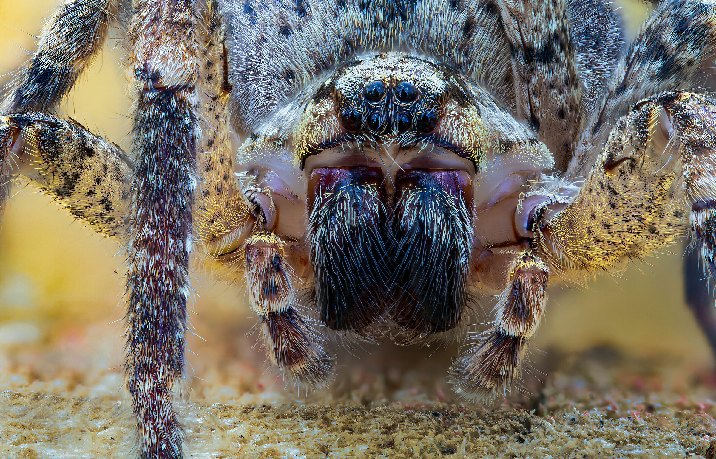 Her Majesty Queen Zoropsis spinimana