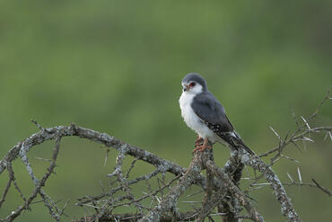 Polihierax semitorquatus