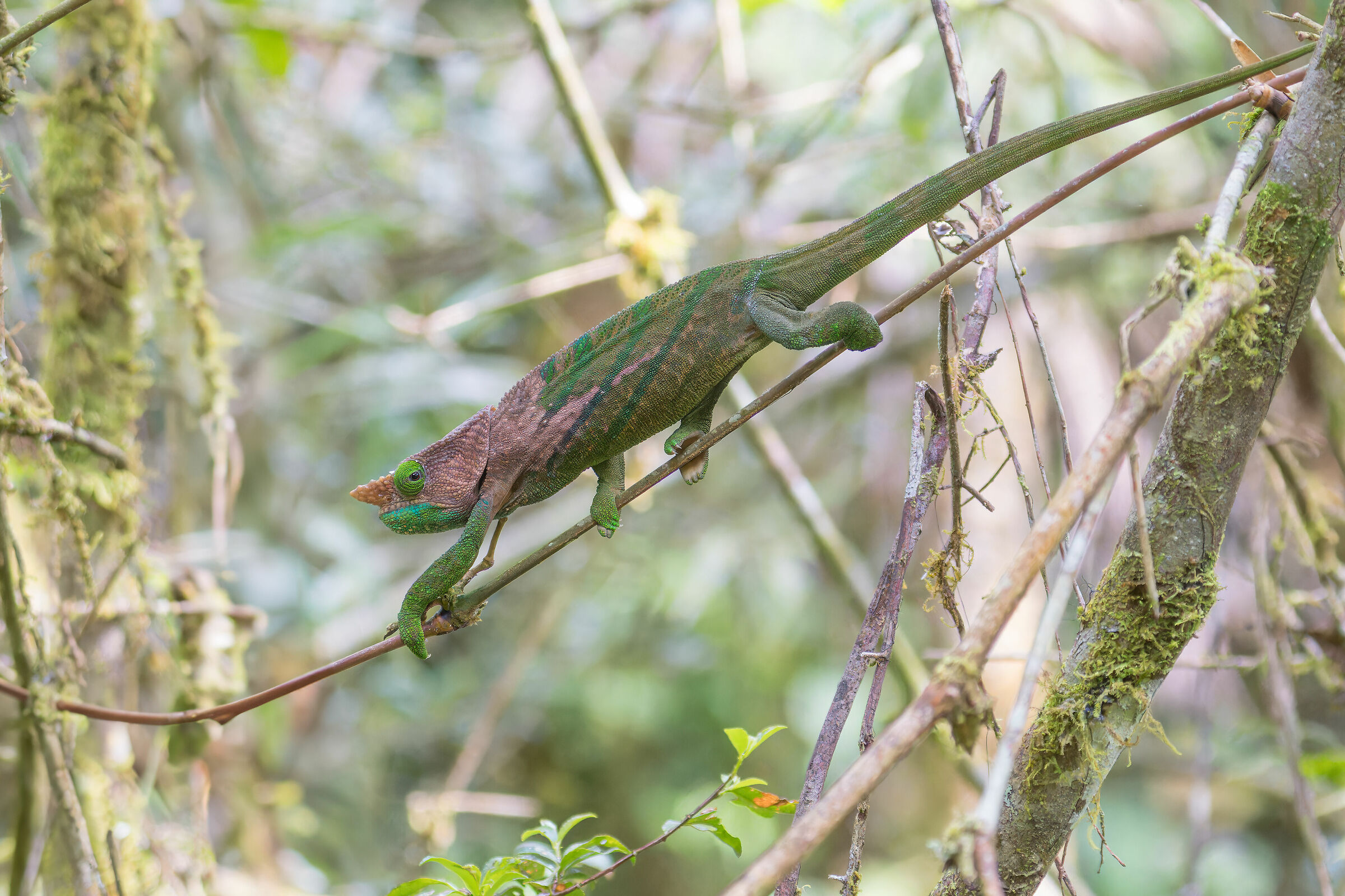 O'Shaughnessy's Chameleon