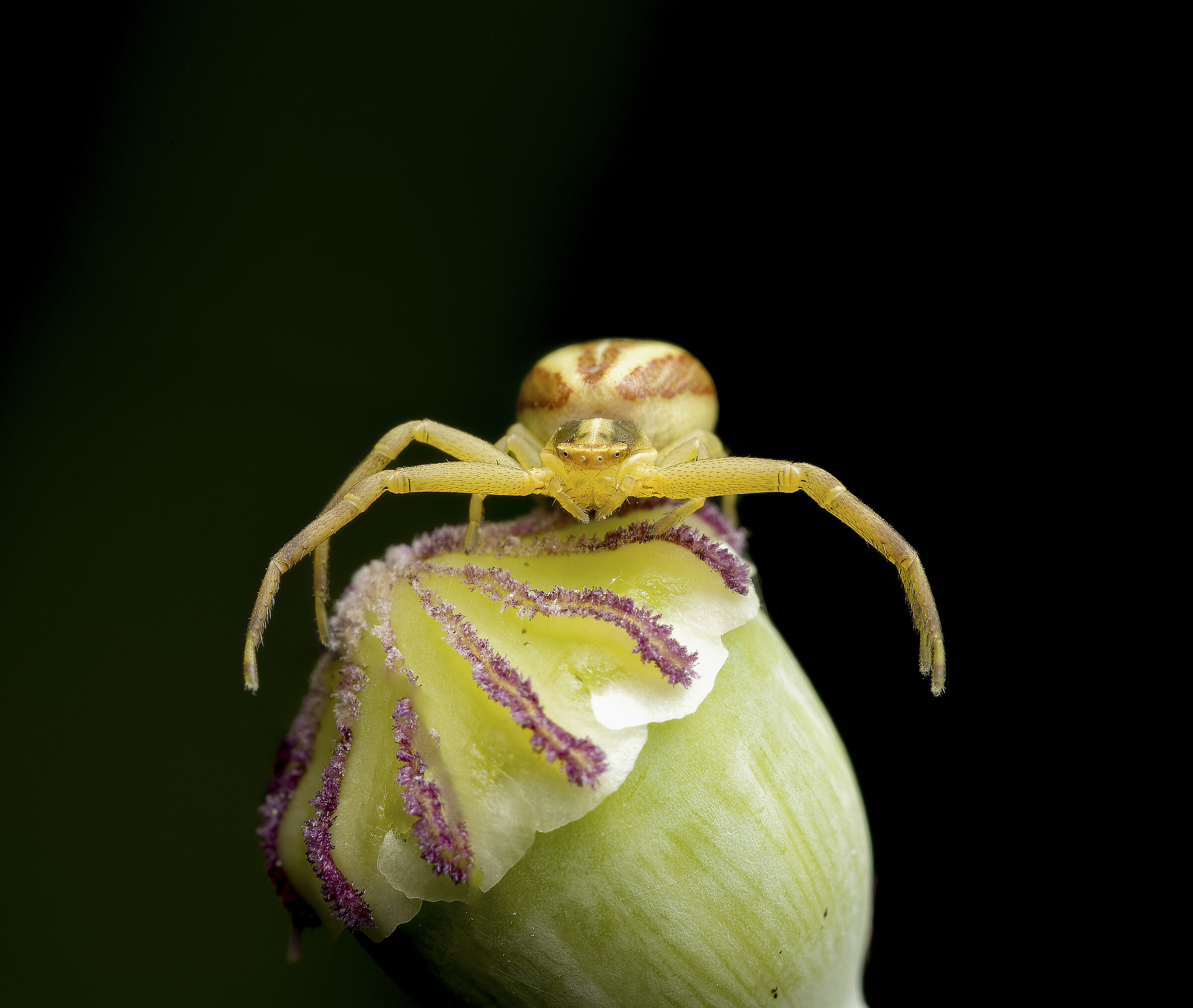 Misumena vatia (ragno granchio dei fiori)