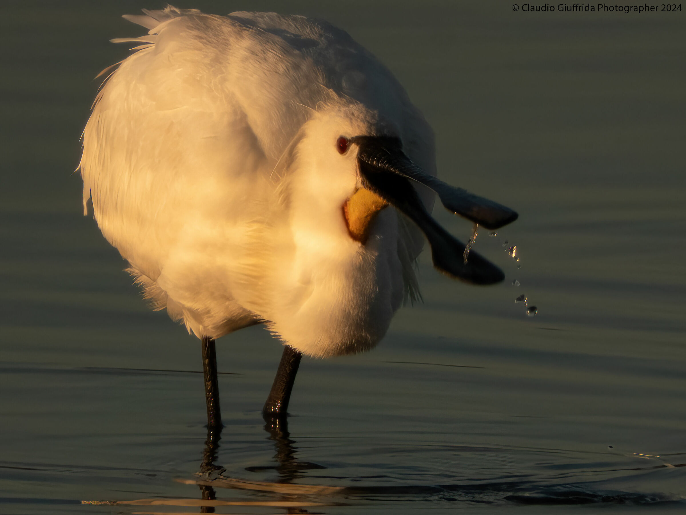 Platalea leucorodia