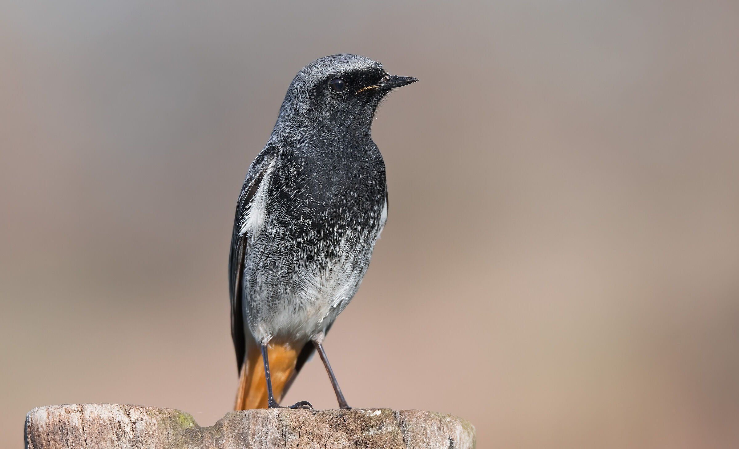Chimney sweep redstart (Phoenicurus ochruros)