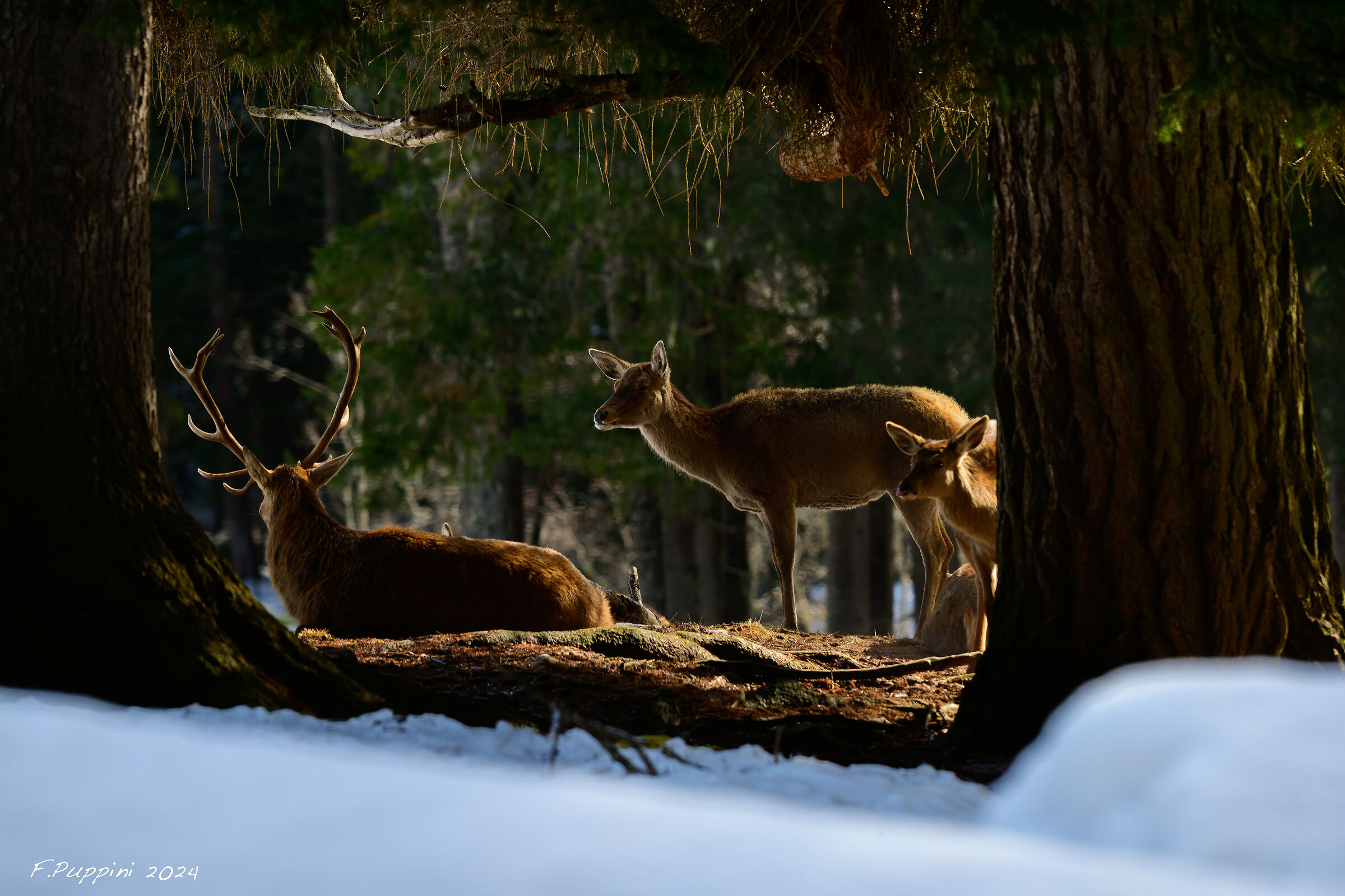 Cervi a Paneveggio 4