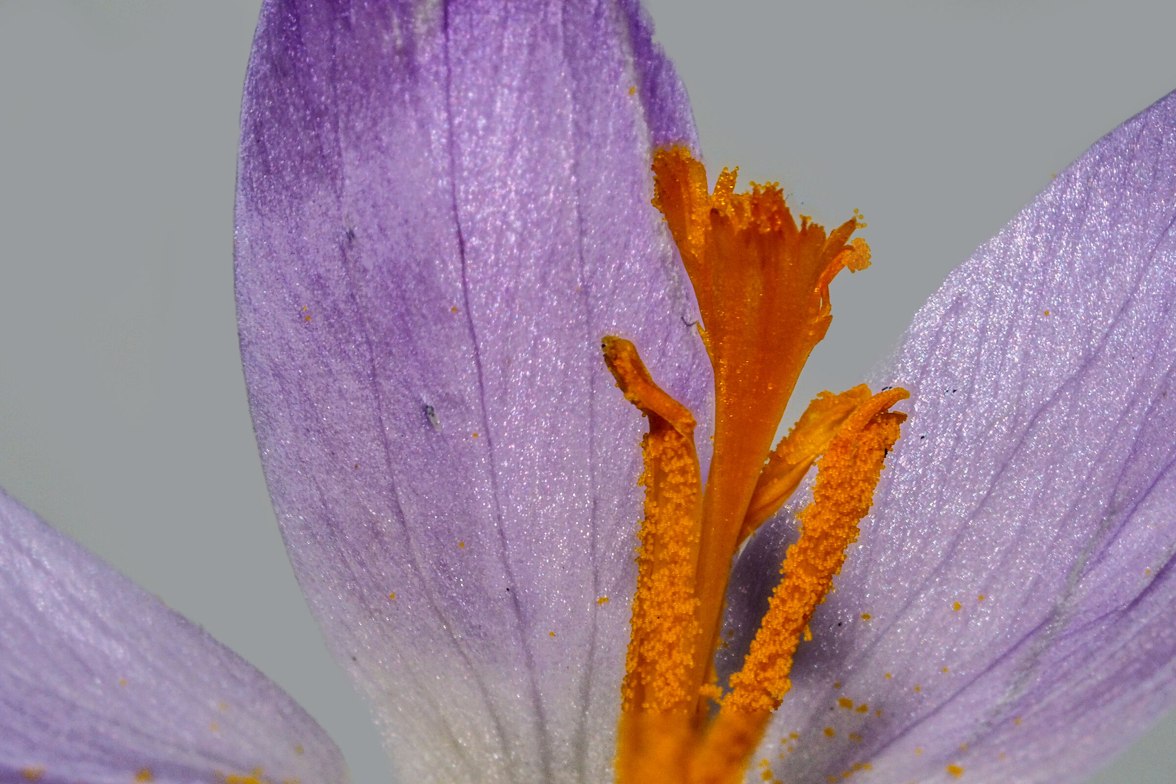 Stamens of Crocus Vernus