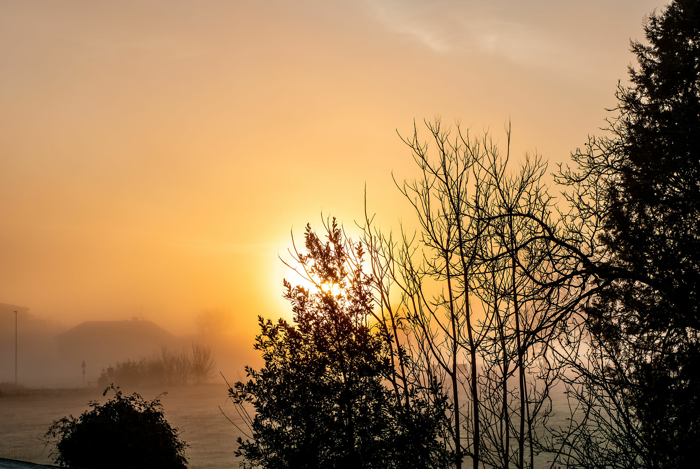 Fog at dawn