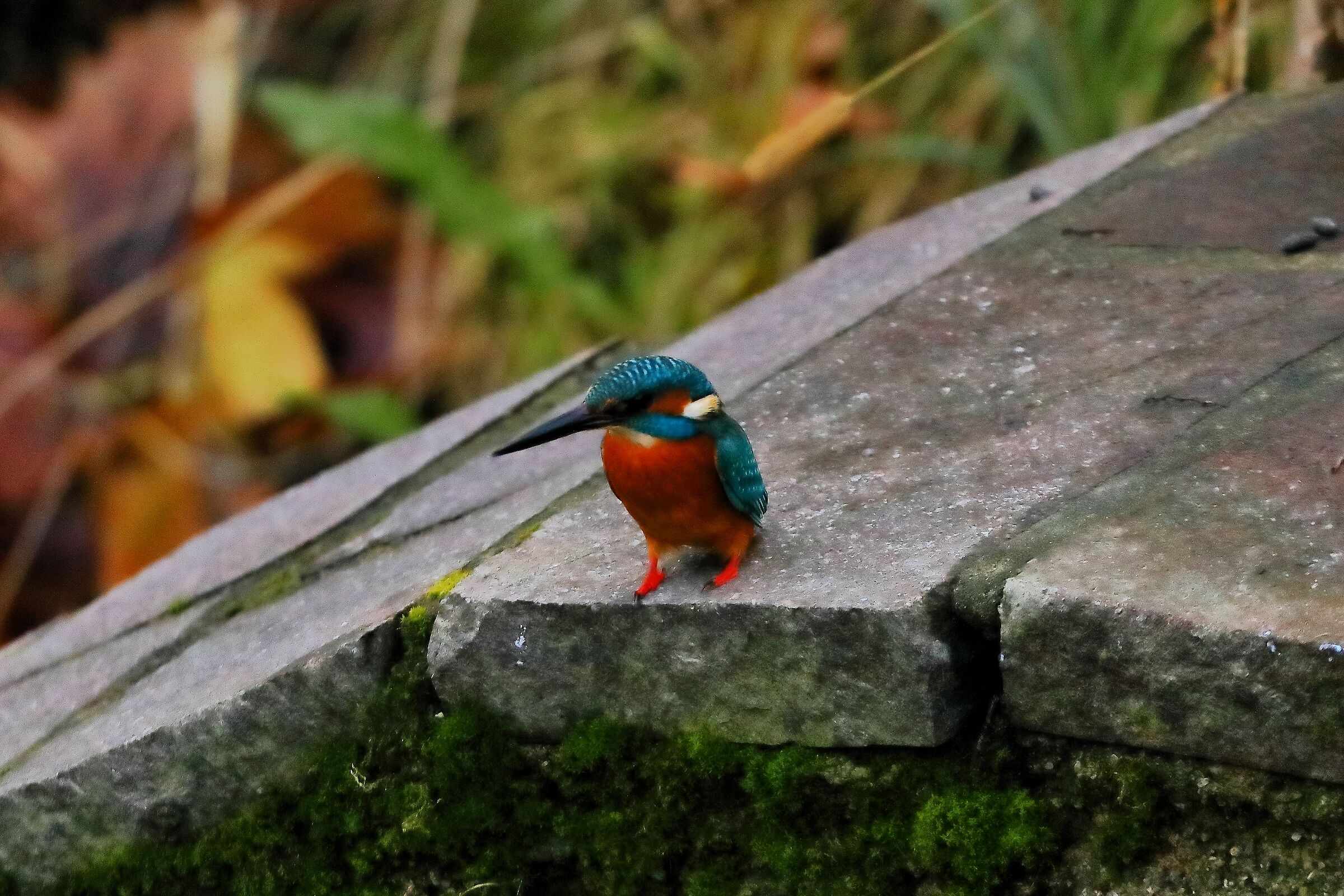 Kingfisher 12-12-2023