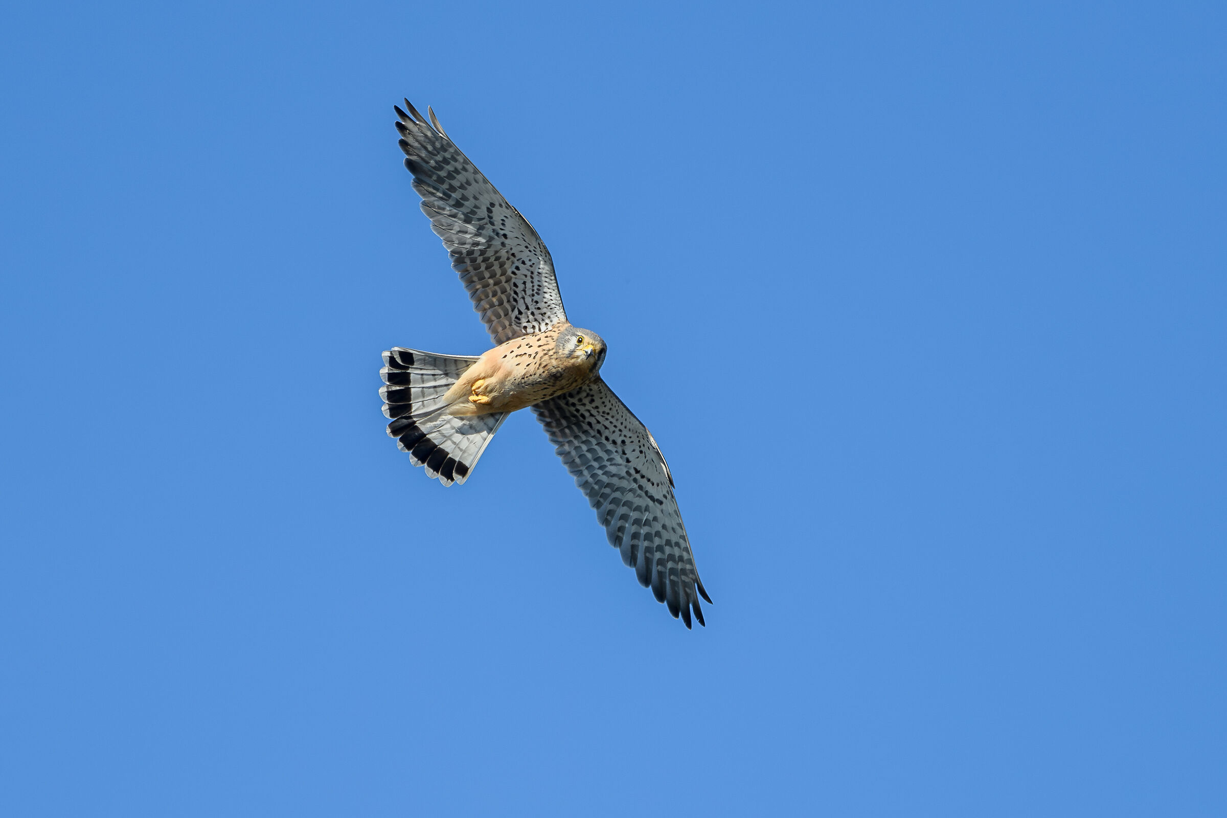 Kestrel