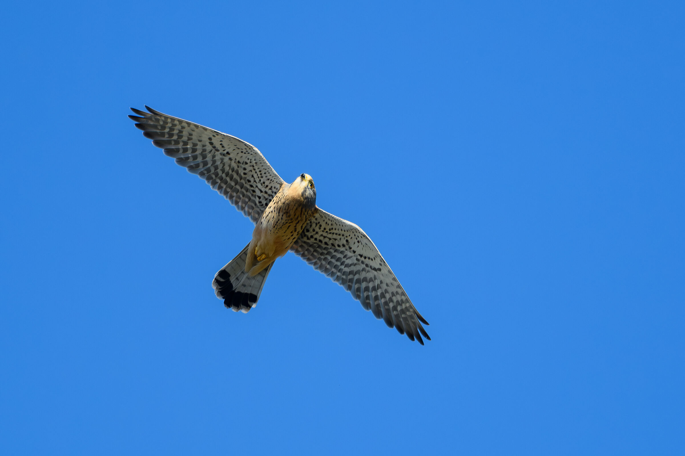Kestrel