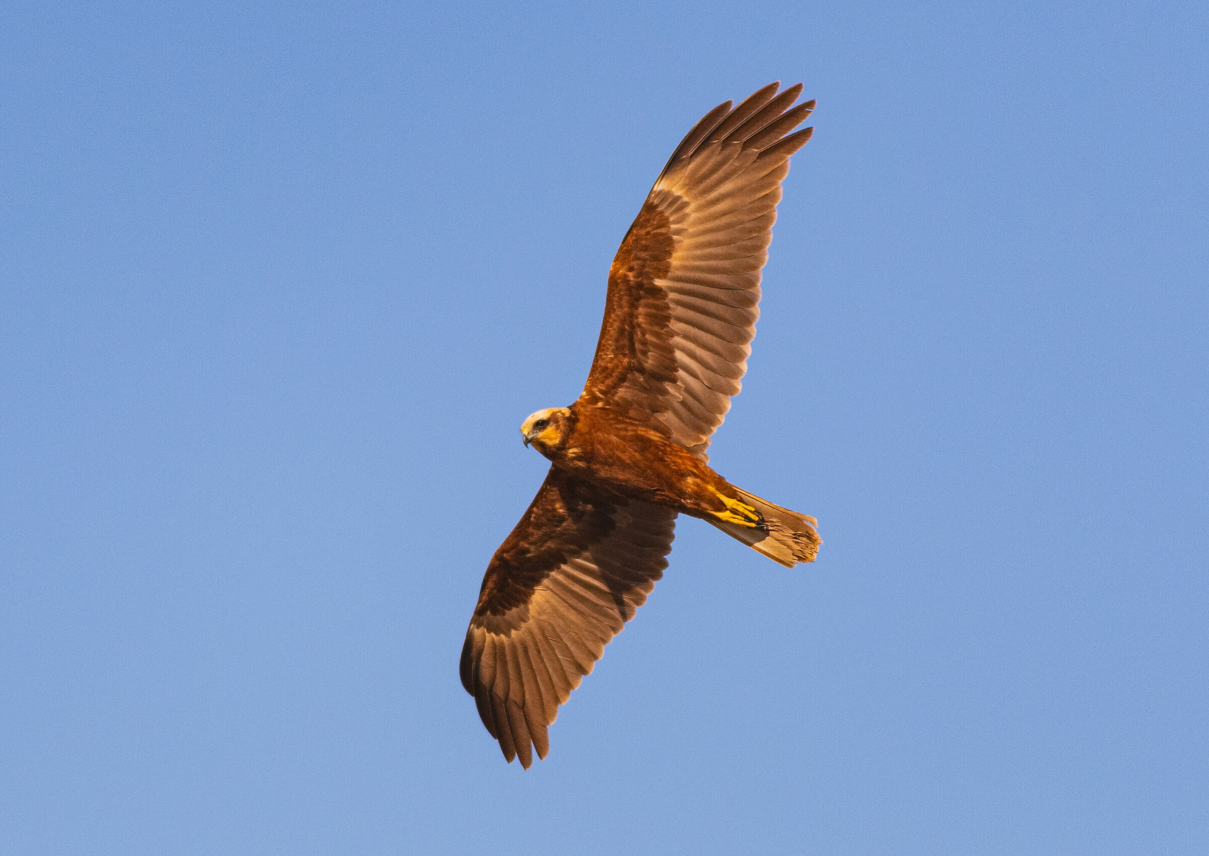 FALCON
